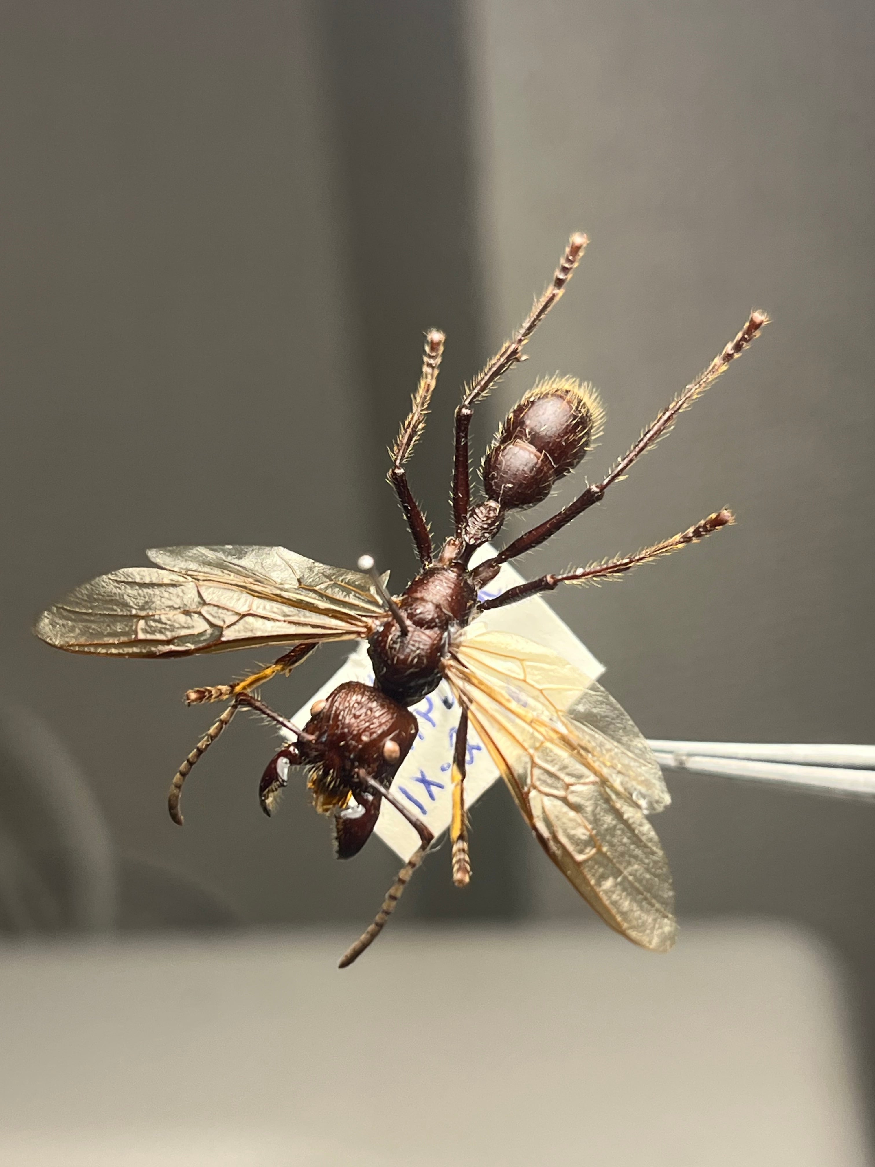 150mm】タイタンオオウスバカミキリ カブトムシクワガタハナムグリ