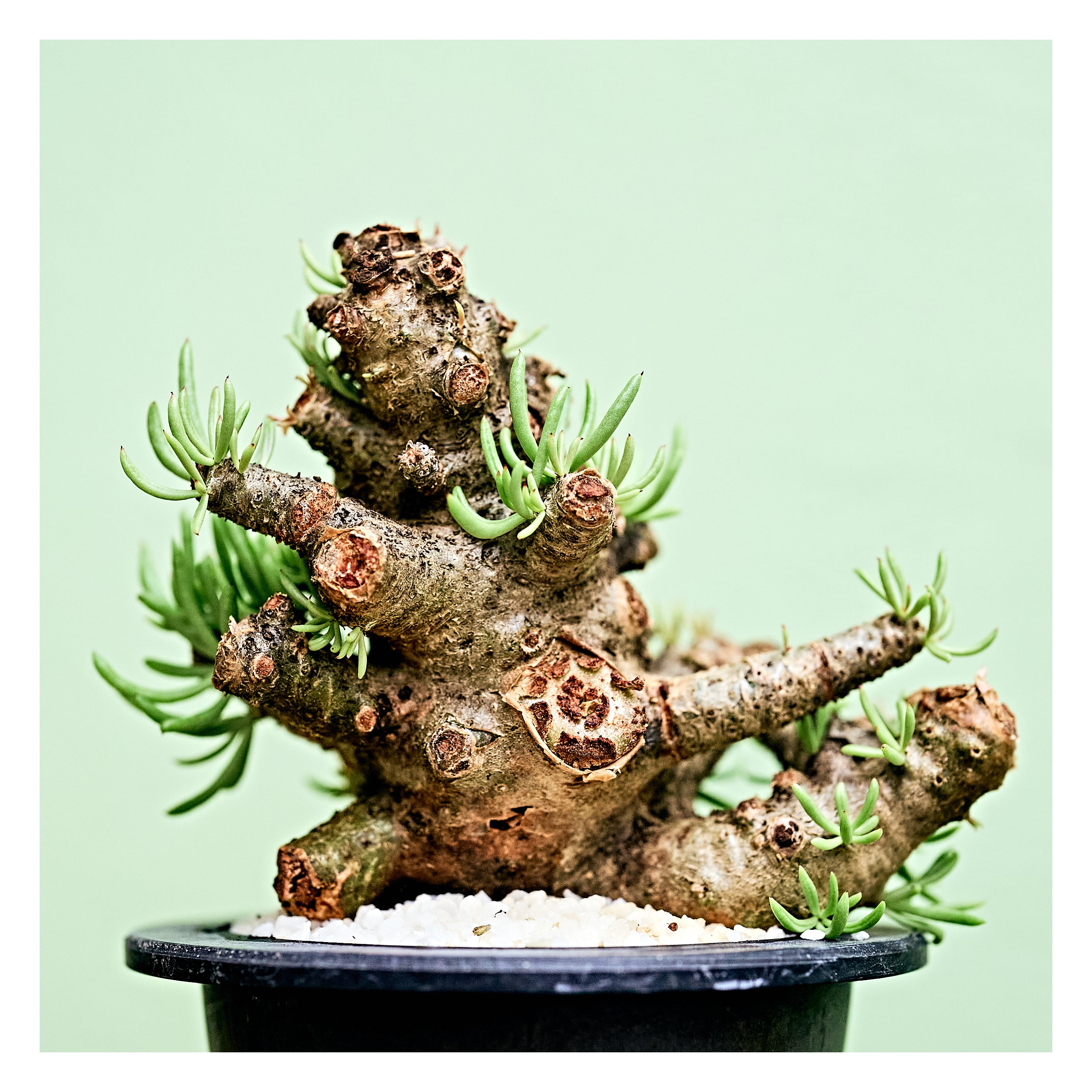 Tylecodon pearsonii チレコドン ペアルソニー（A) | いい日あたり