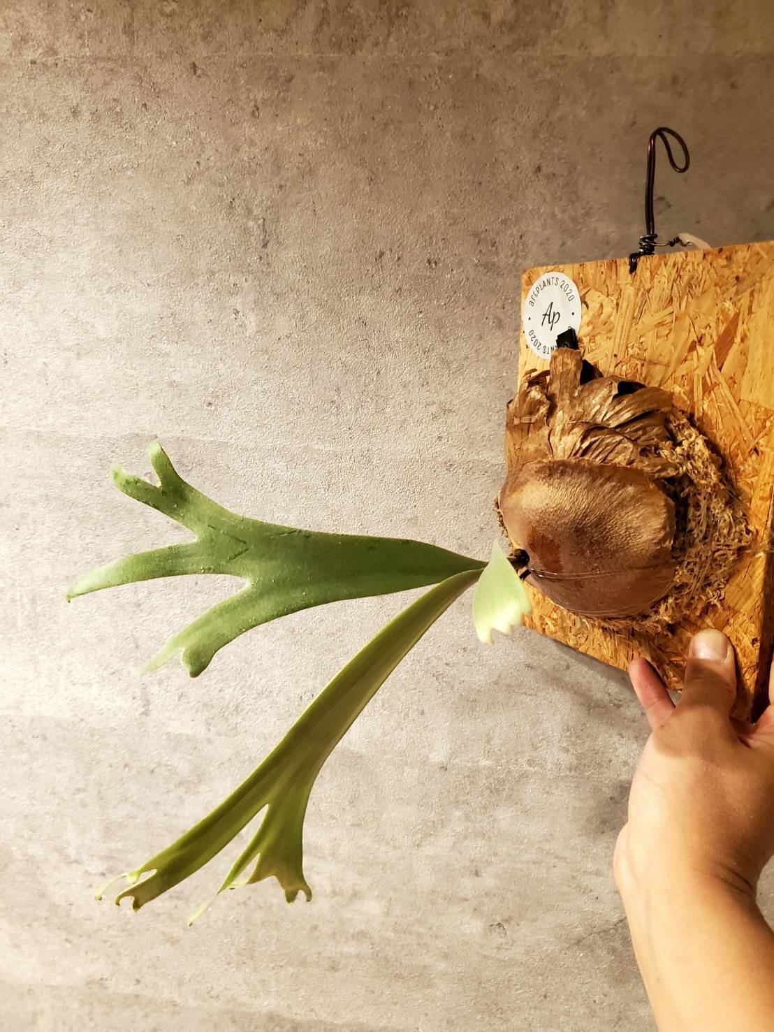 P.Willinckii cv. Watchara (Pup) 【artPLANTs】ビカクシダ