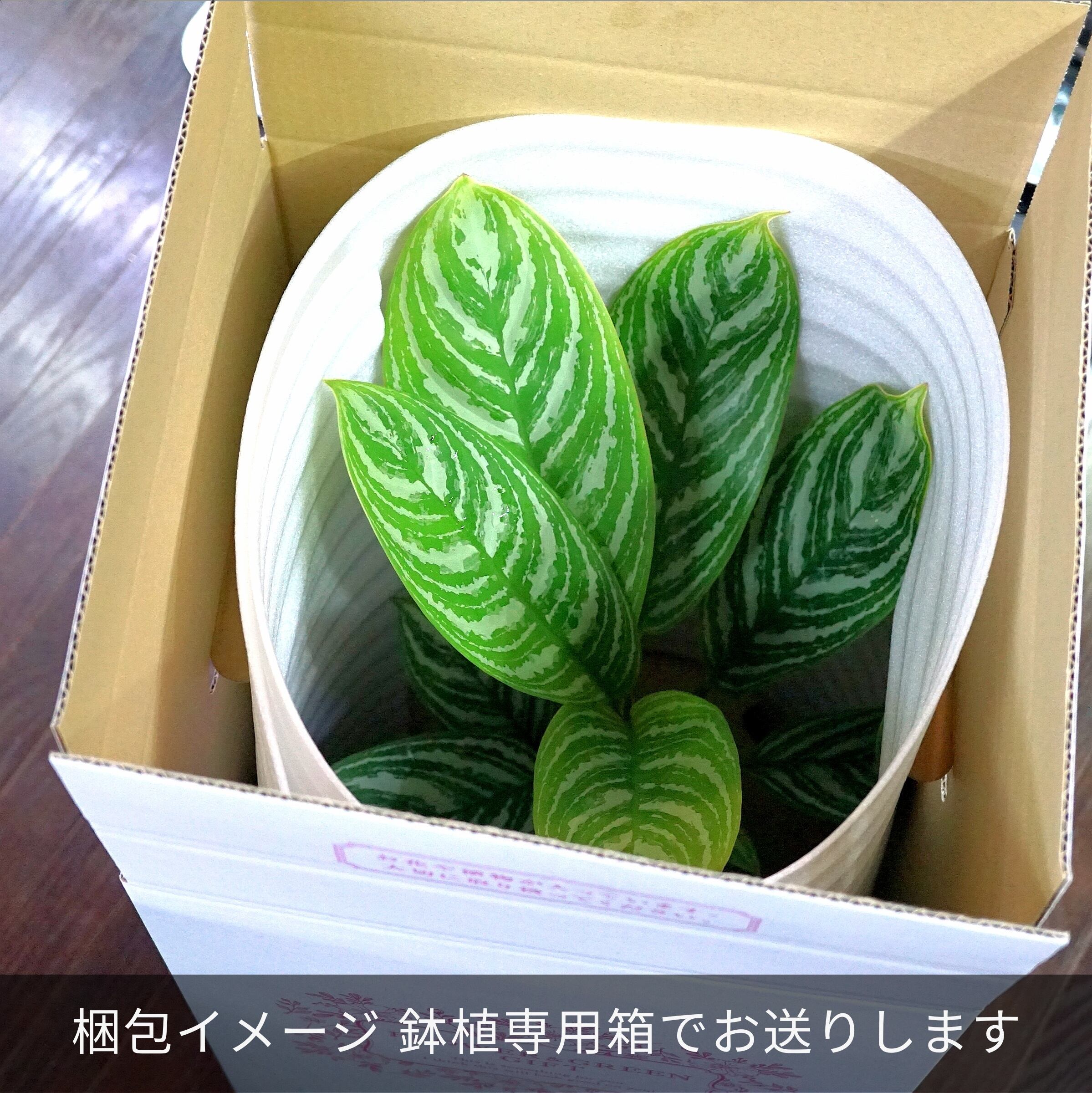 小株仕立て】アグラオネマ・カーティシー Aglaonema nitidum 'Curtisii