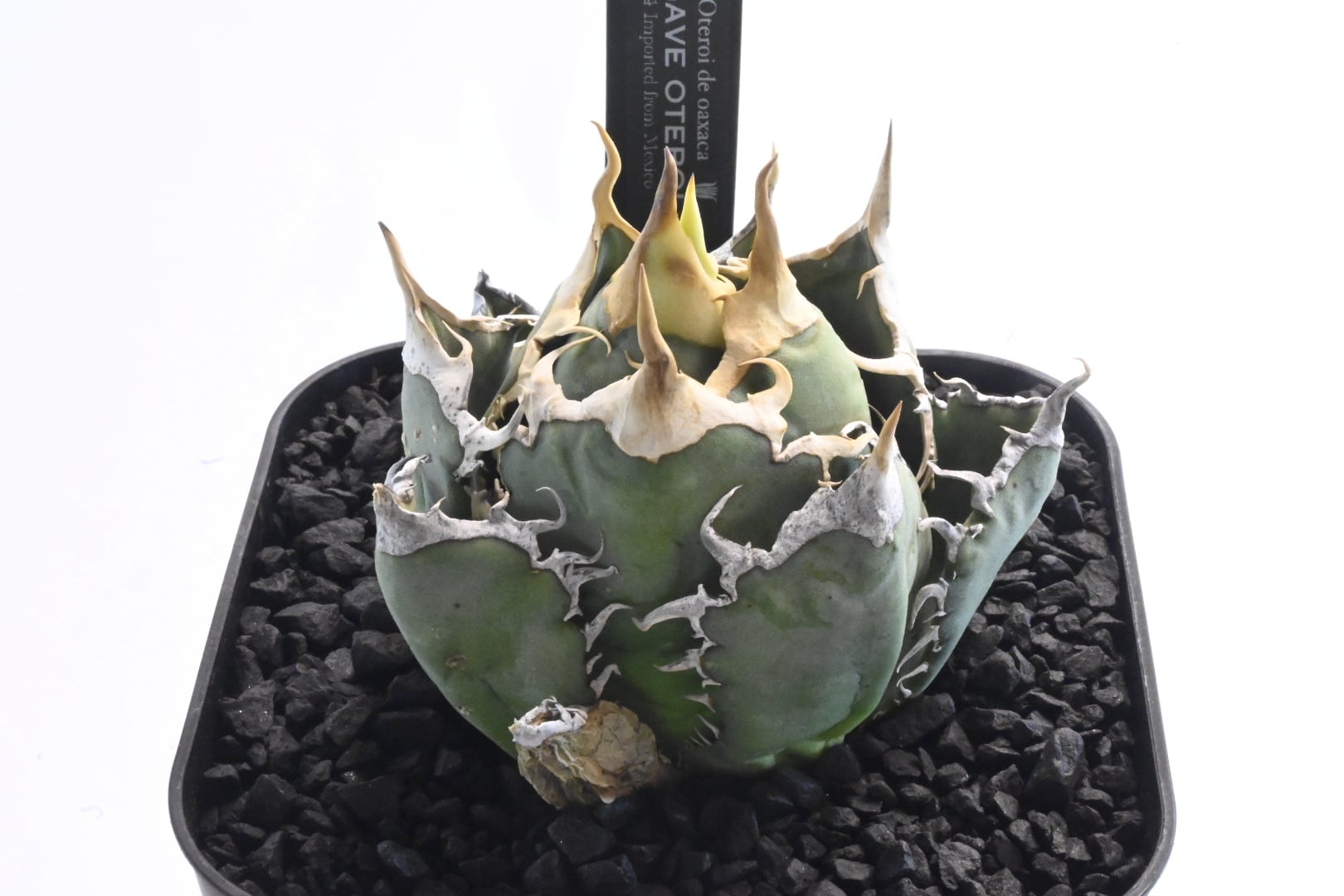 オアハカ アガベ 現地 オアハカ アガベ 現地 珍奇植物の聖地、メキシコ