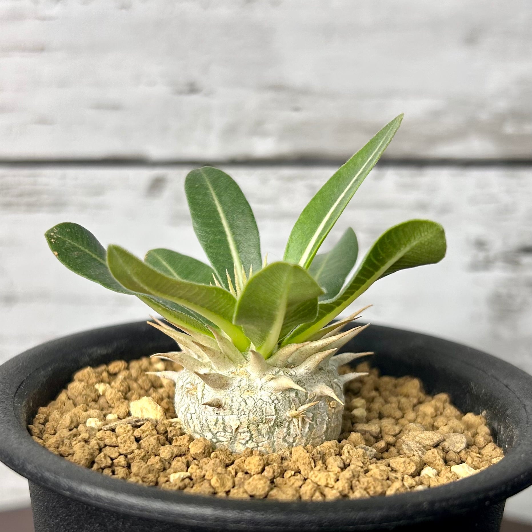 パキポディウム グラキリス 現地球 発根済み 塊根植物 多肉 【公式通販】