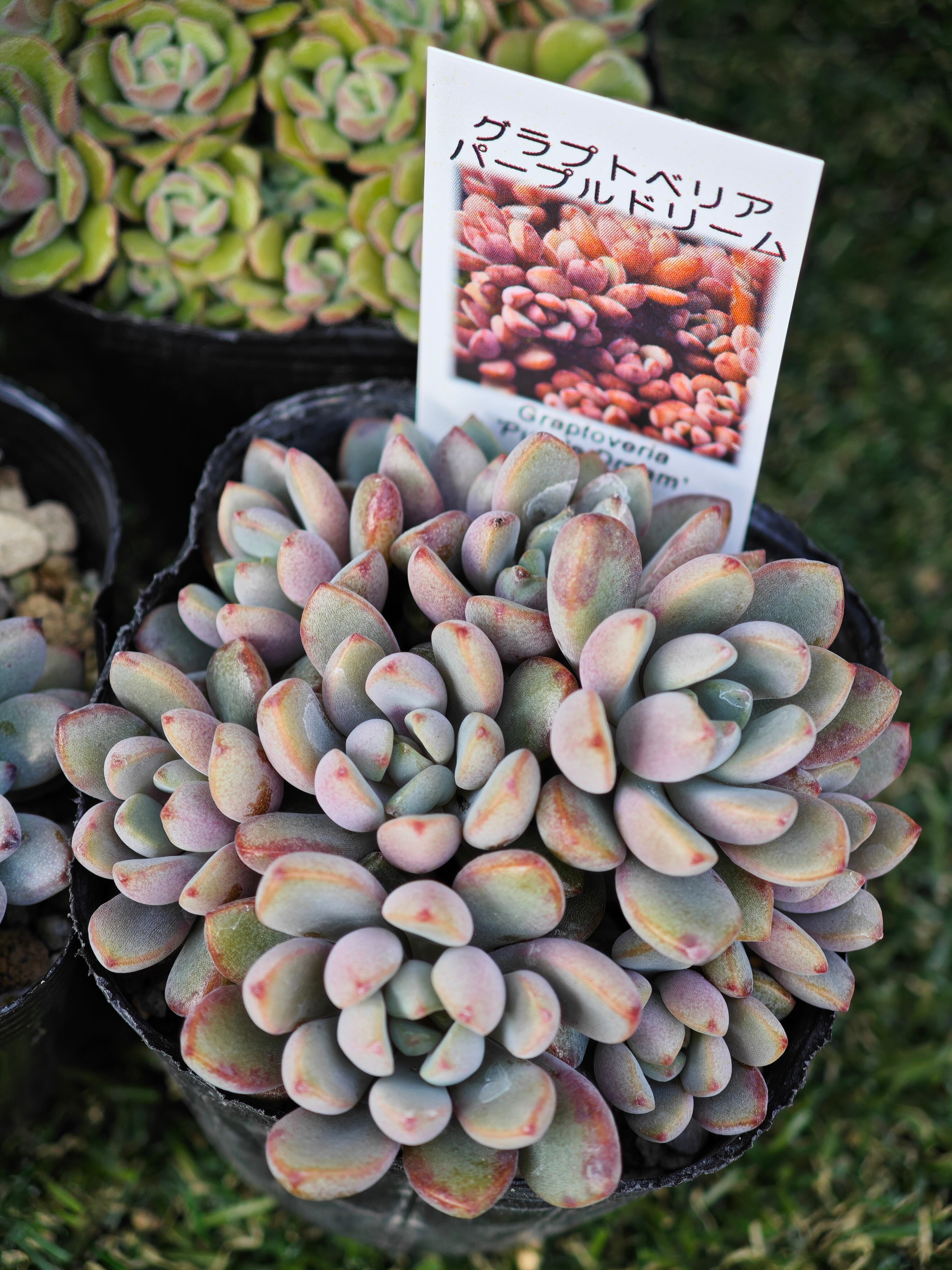 15ca92958f84d006af1b7b0d88eb1f