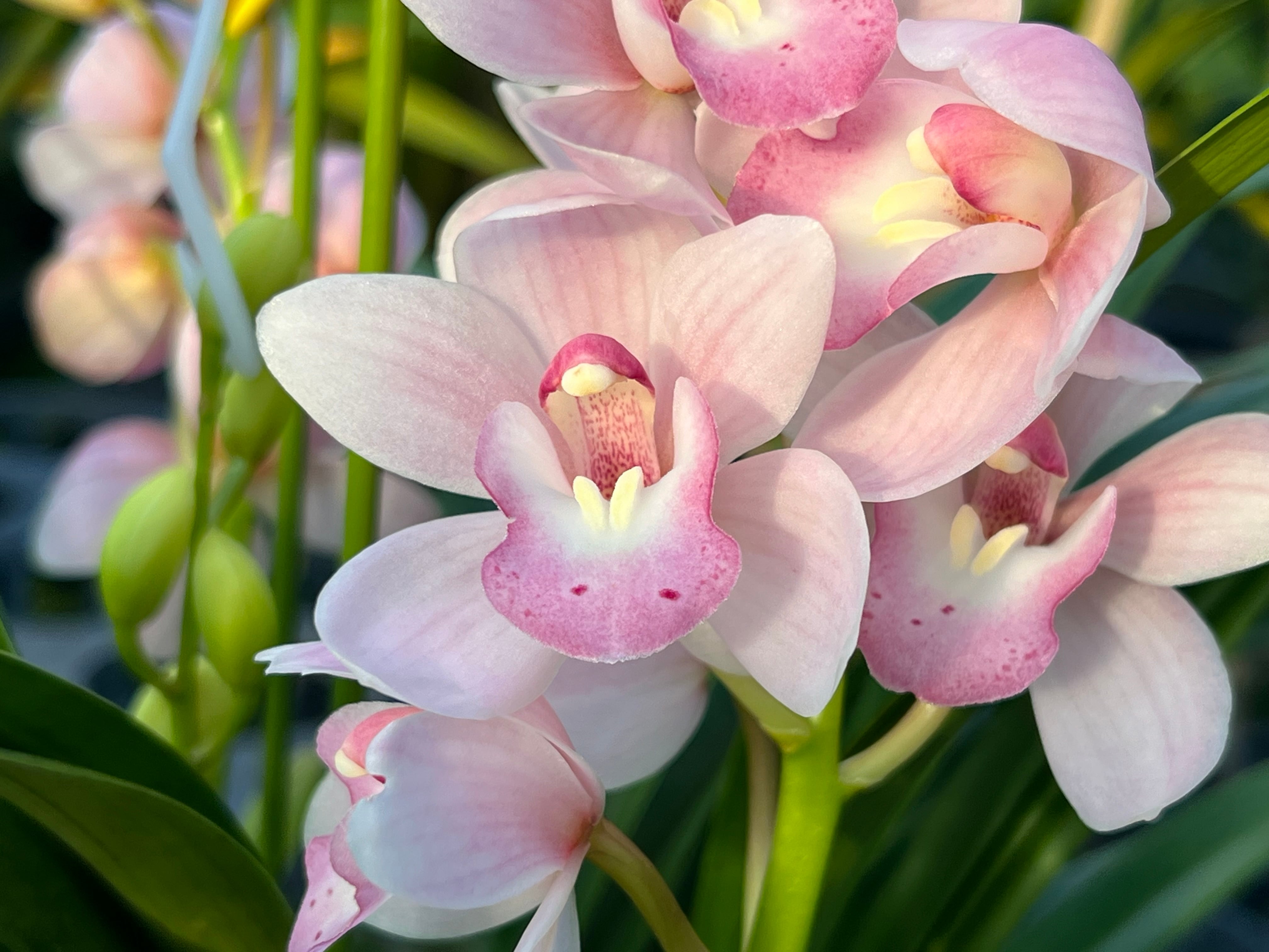 17日入荷分⭐️石田園芸⭐️テーブルシンピ3本立ち4鉢セット