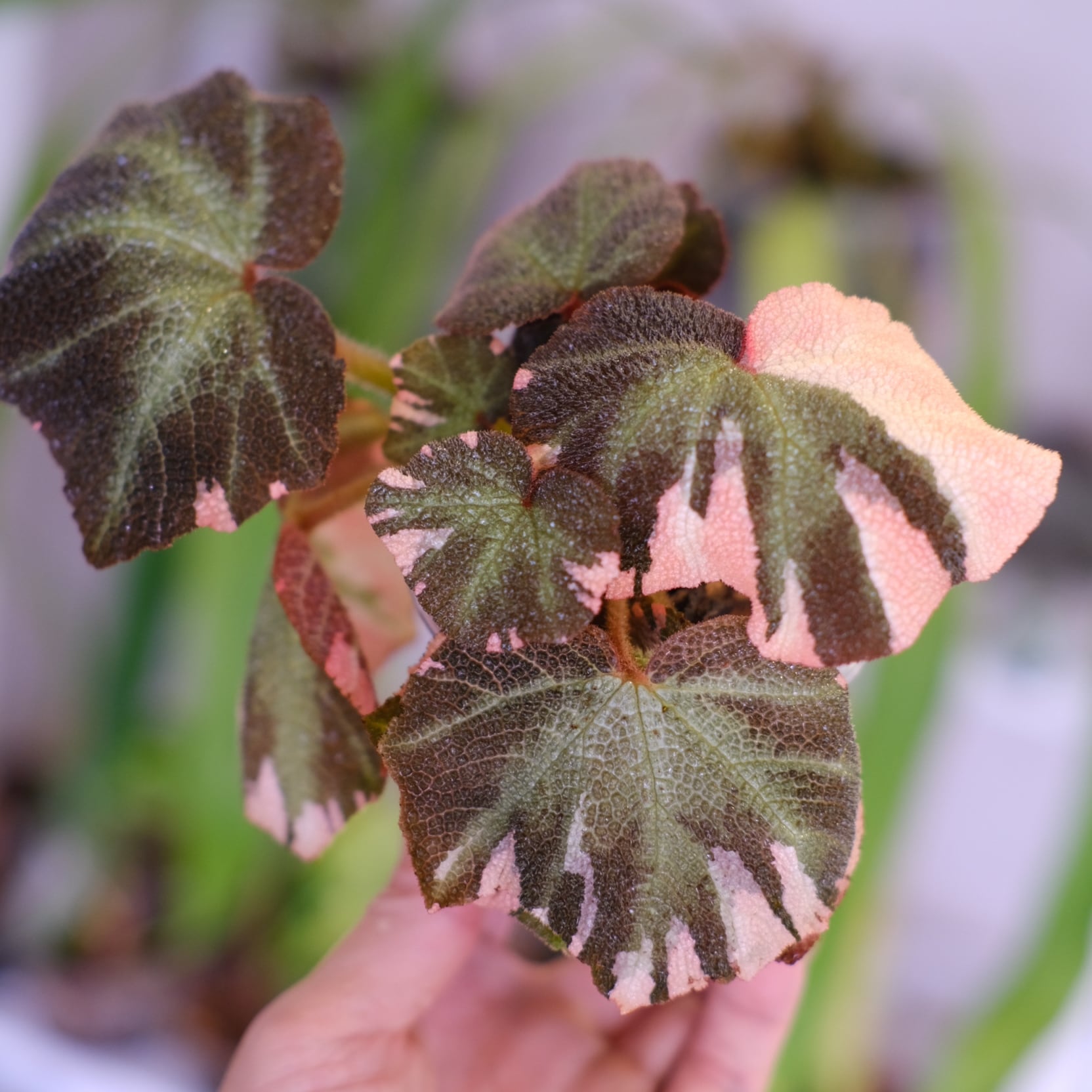 Begonia soli mutata Variegated│ベゴニア ソリムタータ バリエガータ