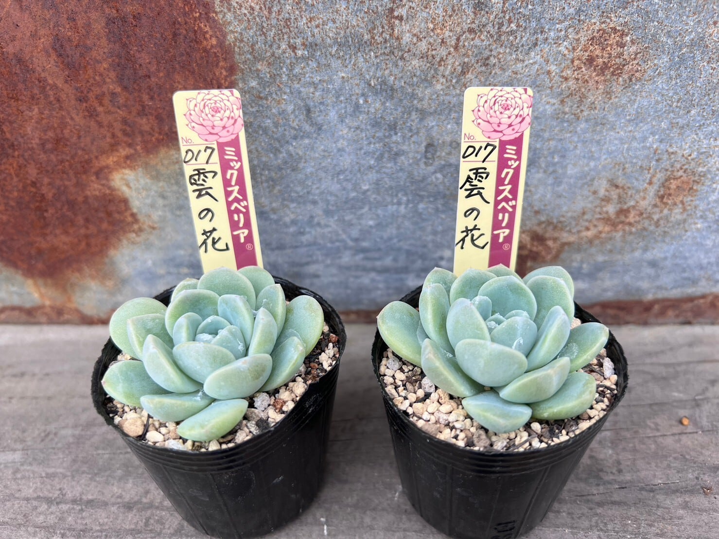 うぐいす 雲の花 ブルーバニラ 札付き おらいさんミックスベリア 多肉