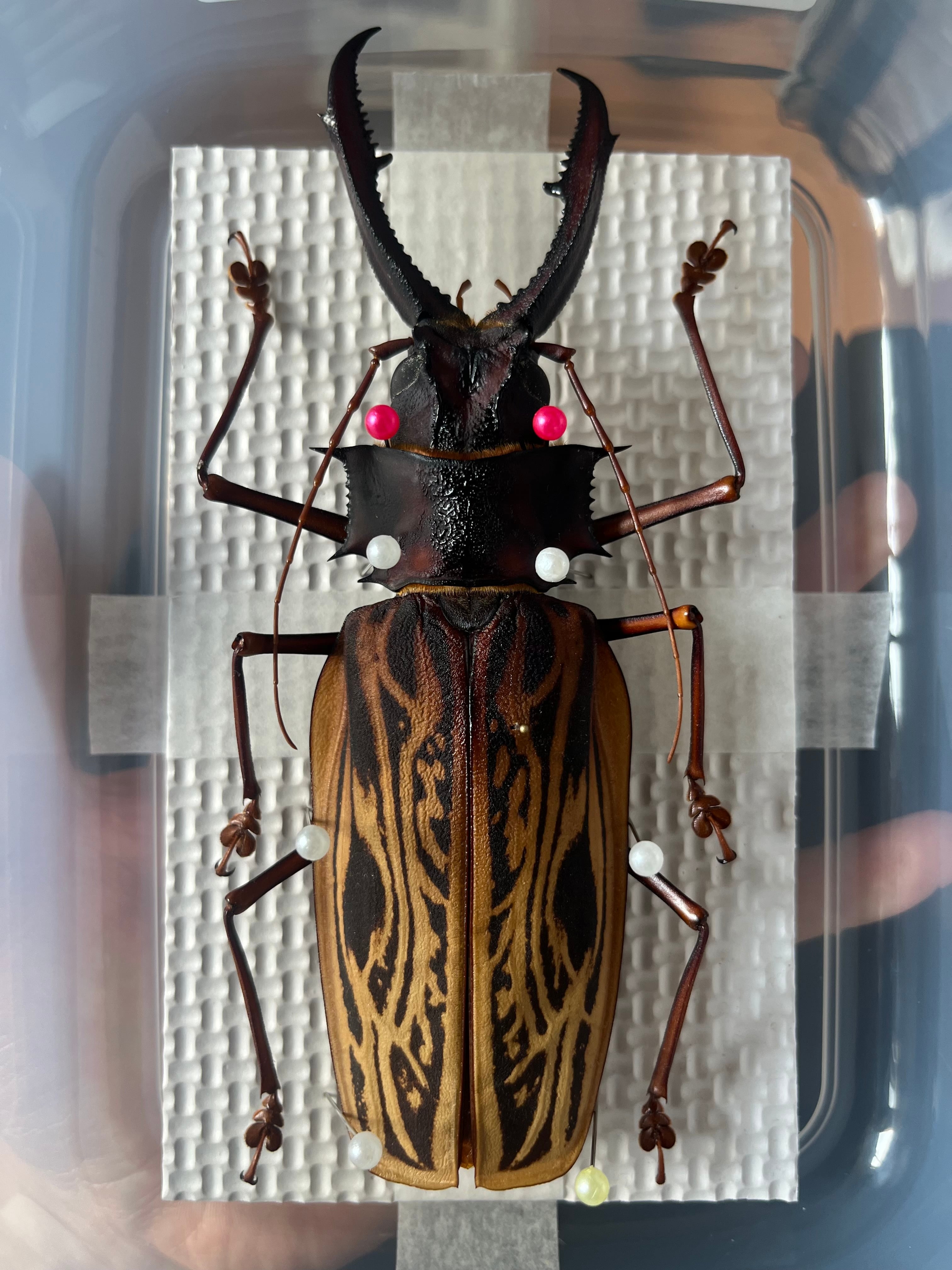 150mmup】オオキバウスバカミキリ標本 Macrodontia cervicornis