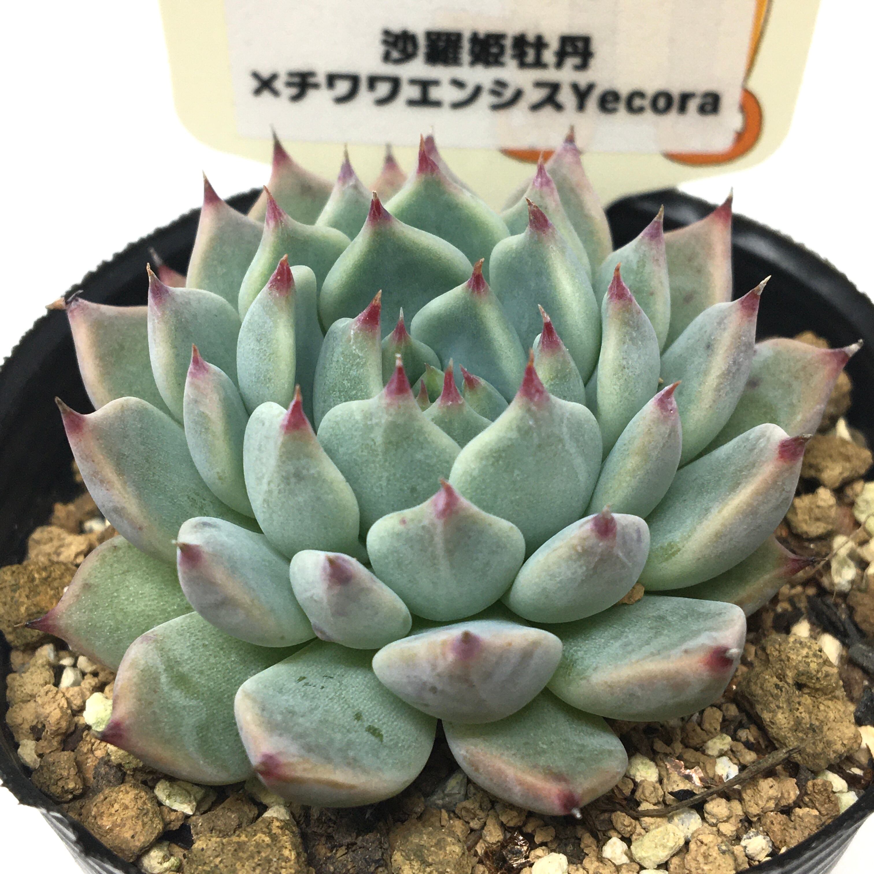 希少】アロカシア ワトソニアナ 斑入り ピンク オーレア 実生 激レア a