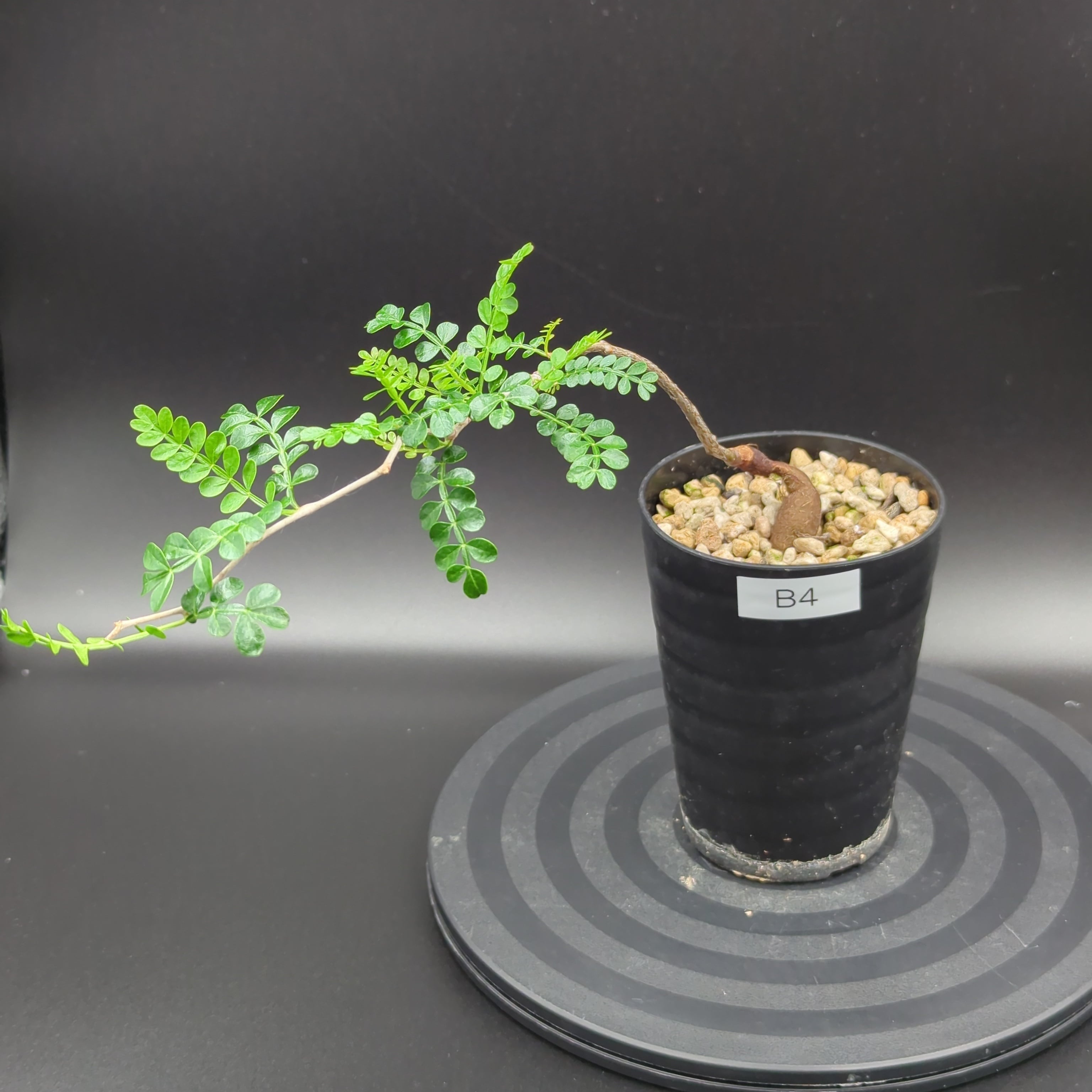 オペルクリカリア パキプス 実生3年 | BRIDGE GARDEN