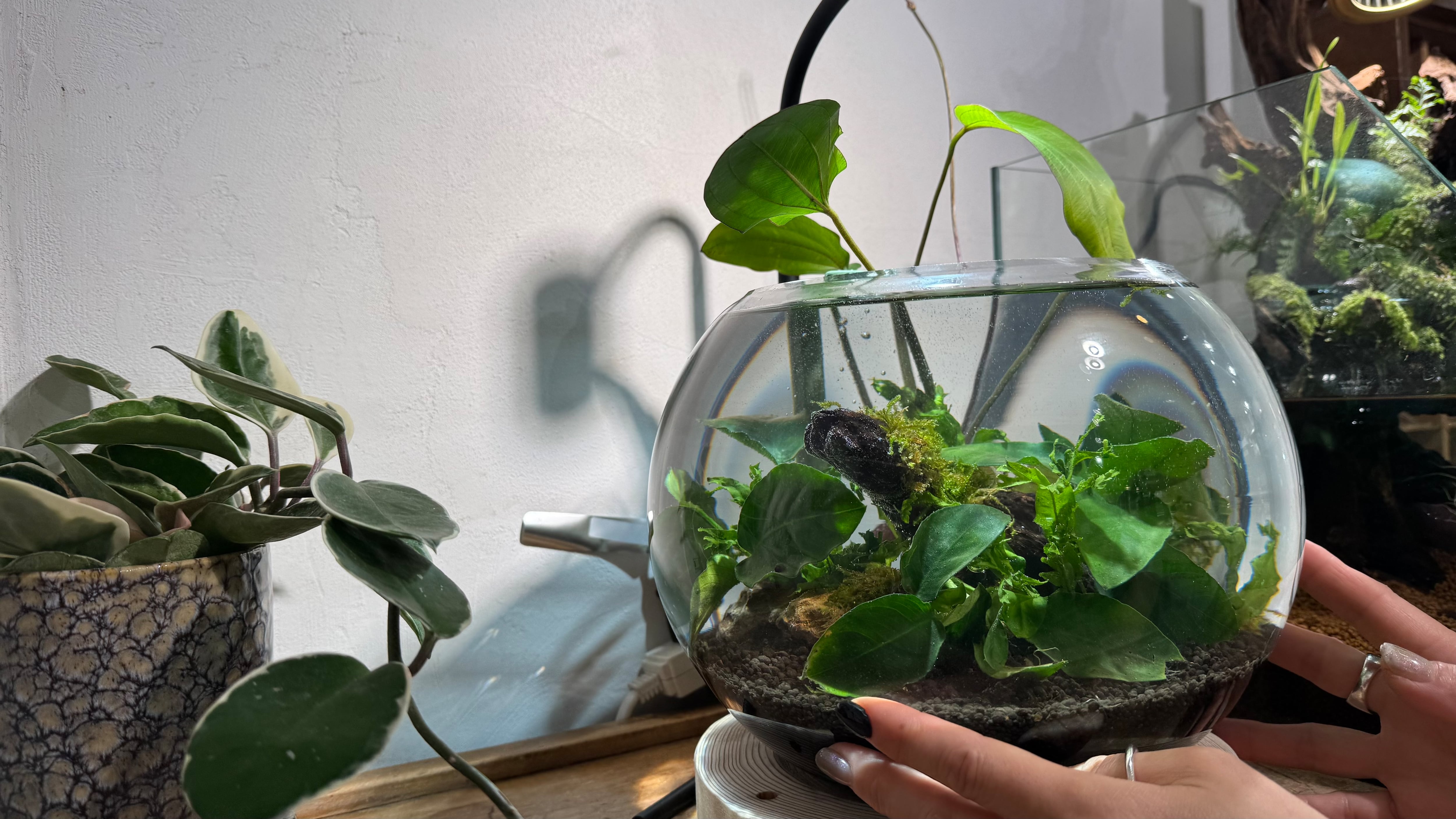 限定販売】11月20日21日配送！マスターセット、ロカだまちゃんセットと