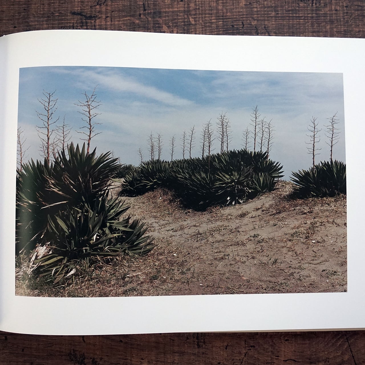 清野賀子写真集『THE SIGN OF LIFE』 | タイムカプセル