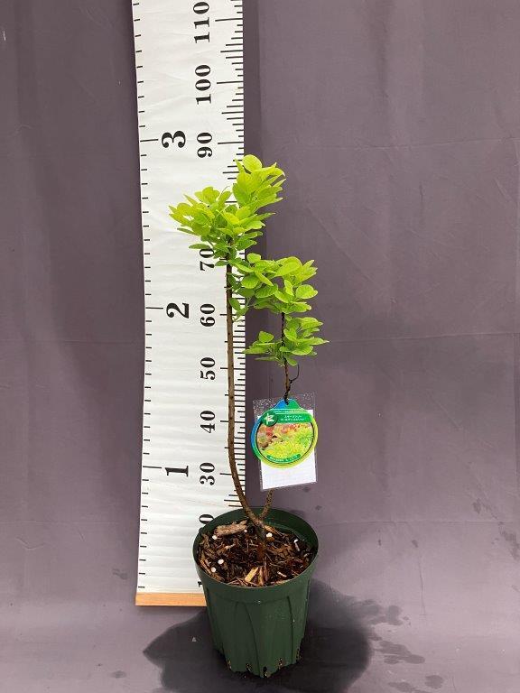 スモークツリー・ゴールデンスピリット 7号 けむりの木 | 日本ライン