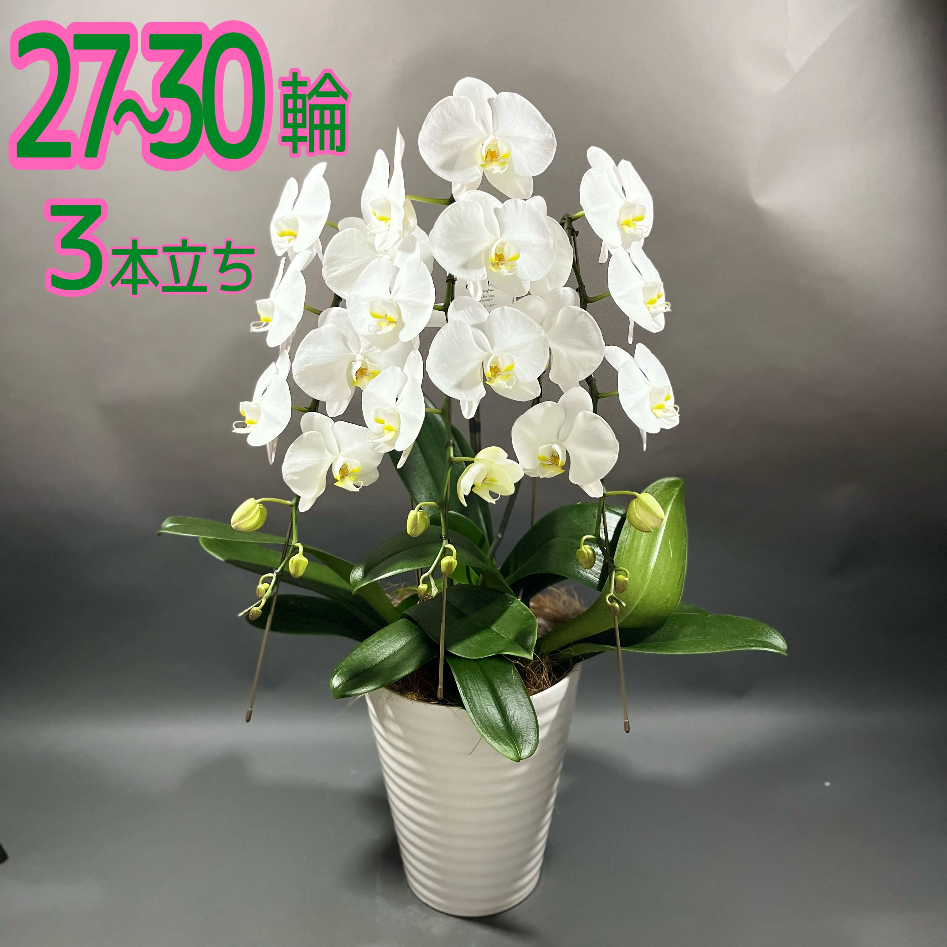 胡蝶蘭 3本立ち 27〜30輪 大輪 | フラワーショップ潤