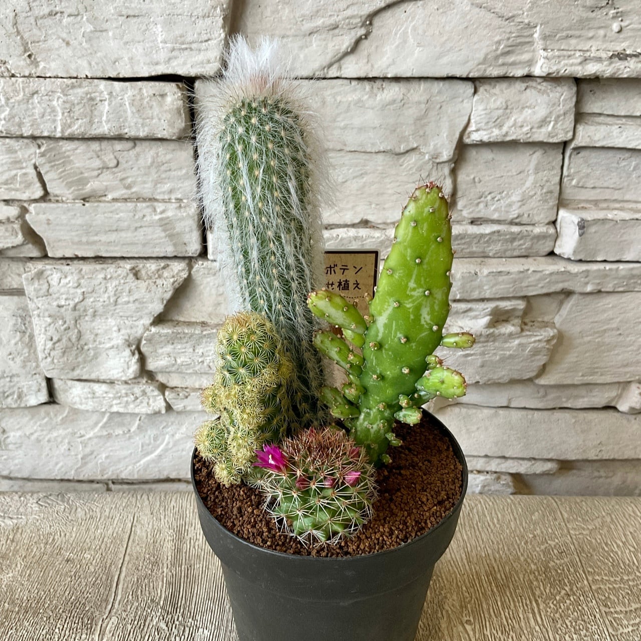 サボテン寄せ植え 4寸鉢 | 橋本種苗園