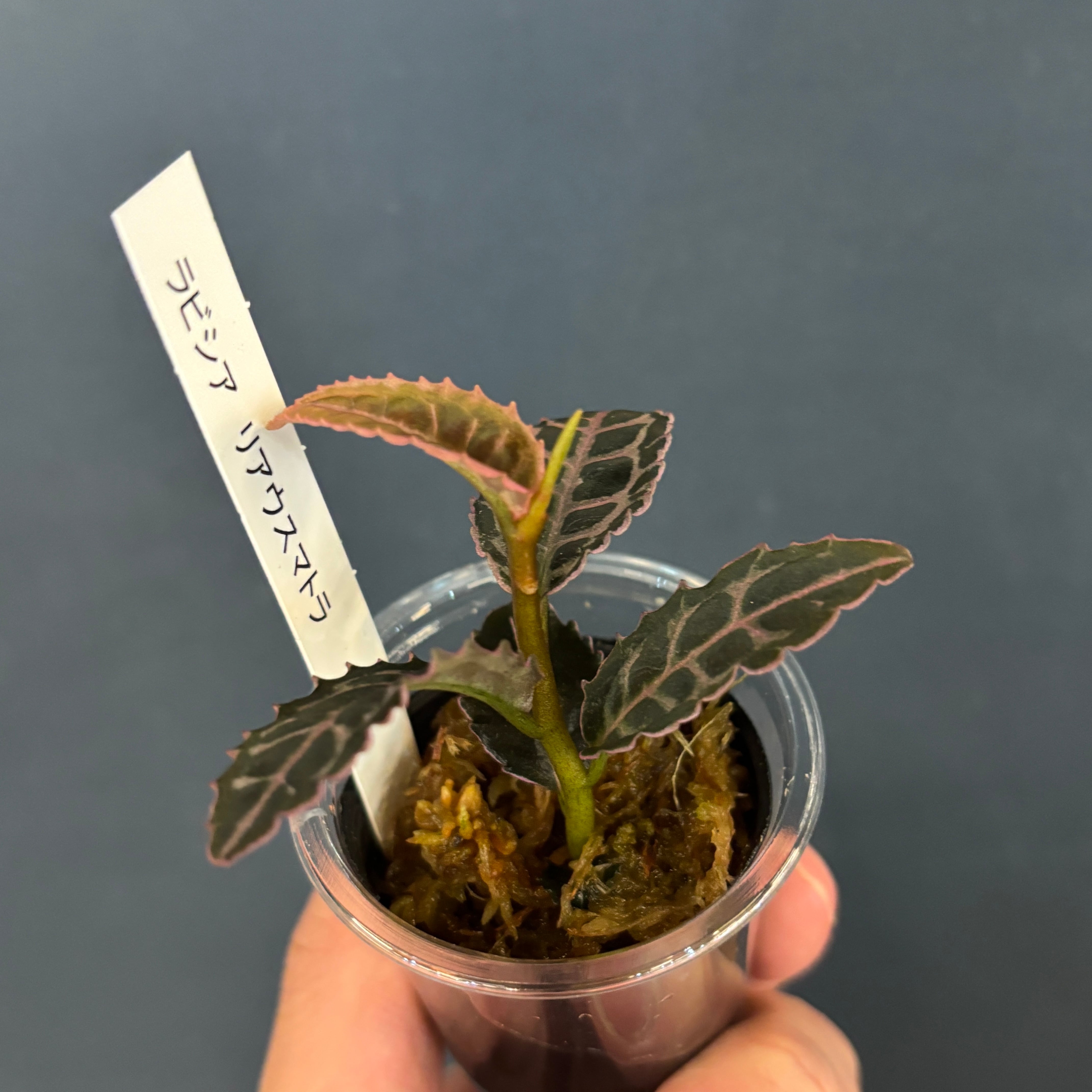 ラビシア リアウスマトラ【534】 | PROTOLEAF プロトリーフ