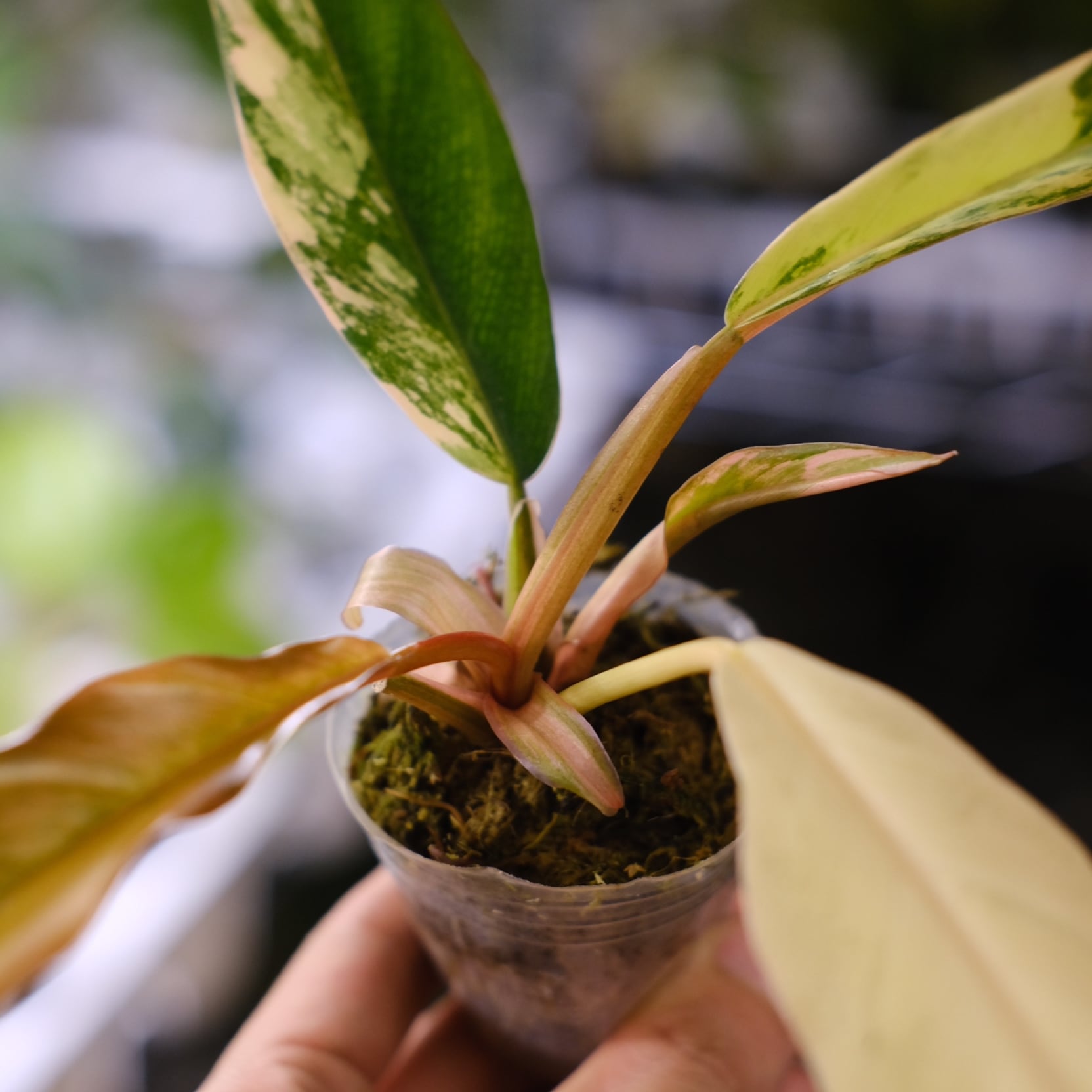 く*ま様 5 フィロデンドロン キャラメルマーブル 斑入り観葉植物 観葉