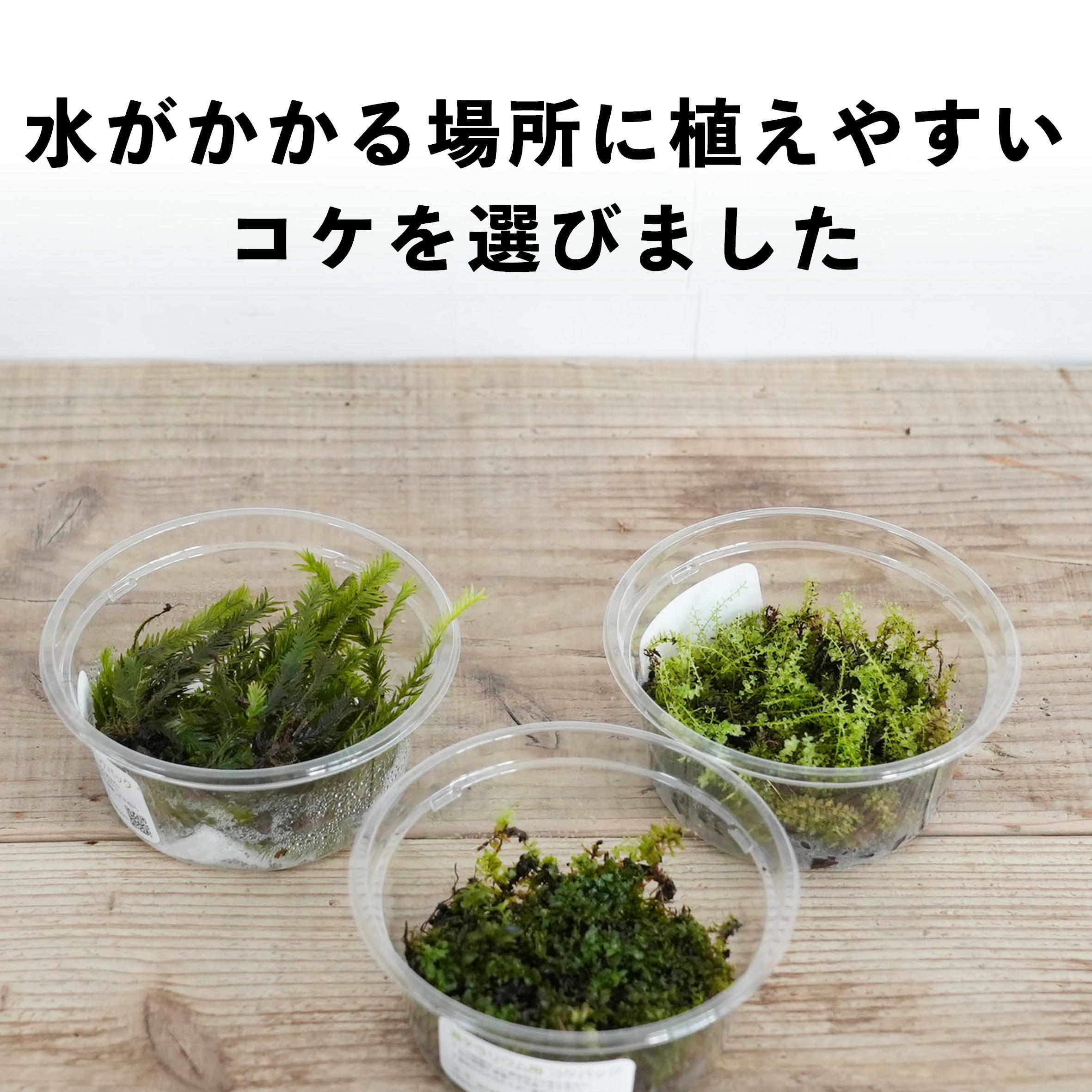 水に強いコケ3種セレクト【水の表現／アクアテラリウム用】 | 苔