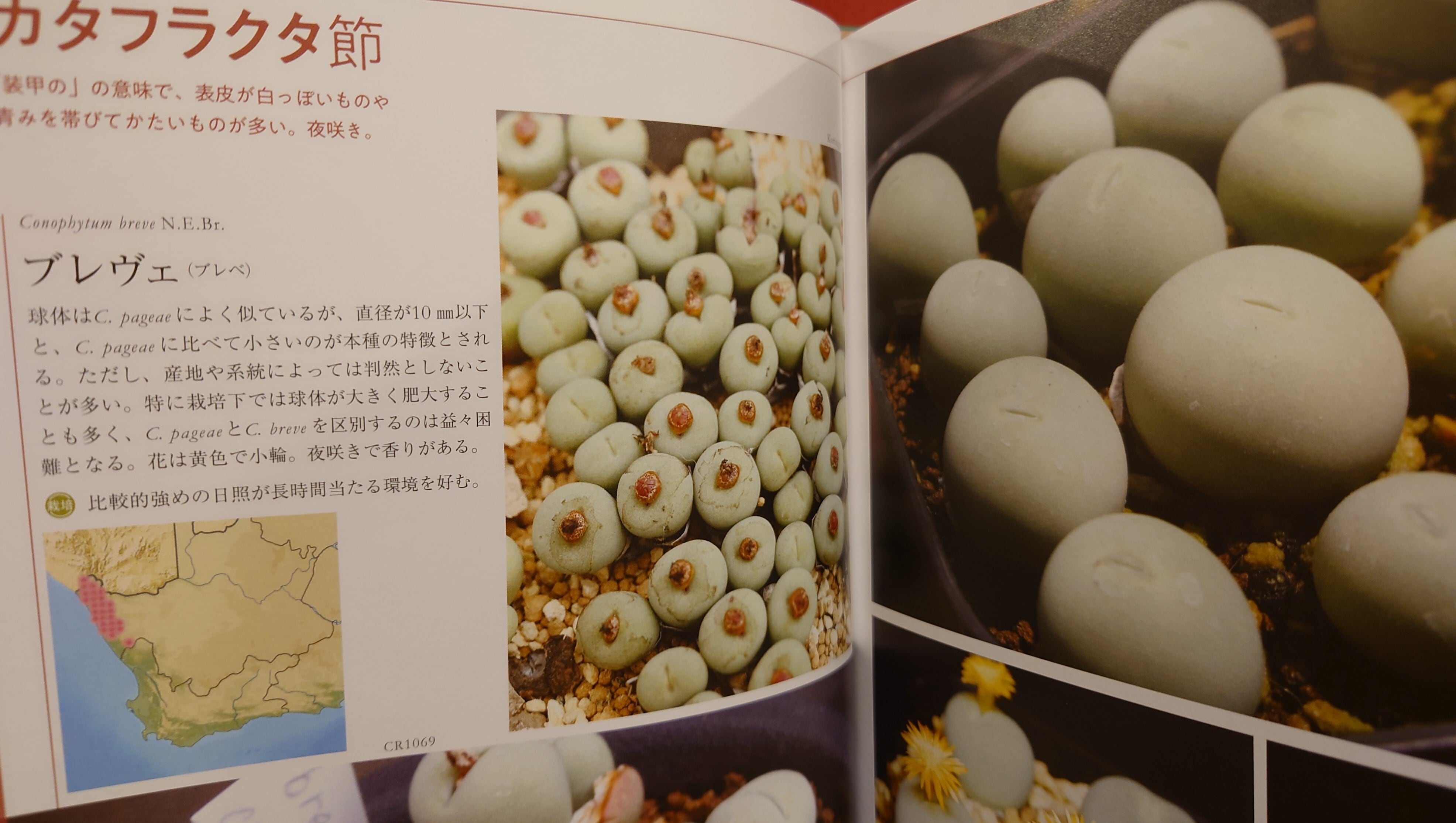 コノフィツム全書 | 弥生坂 緑の本棚