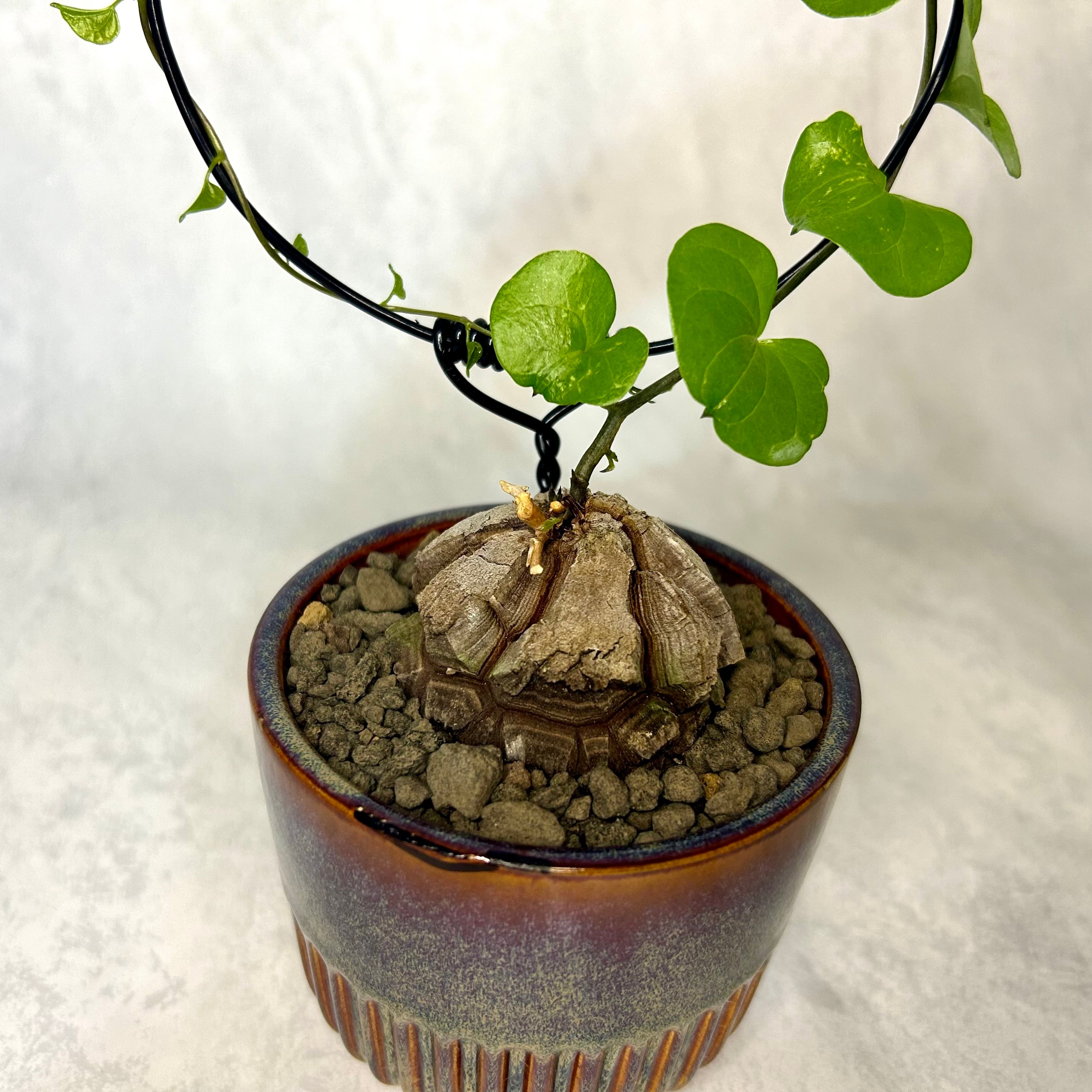 1a2dc0566868b6fe0a9811a0561977