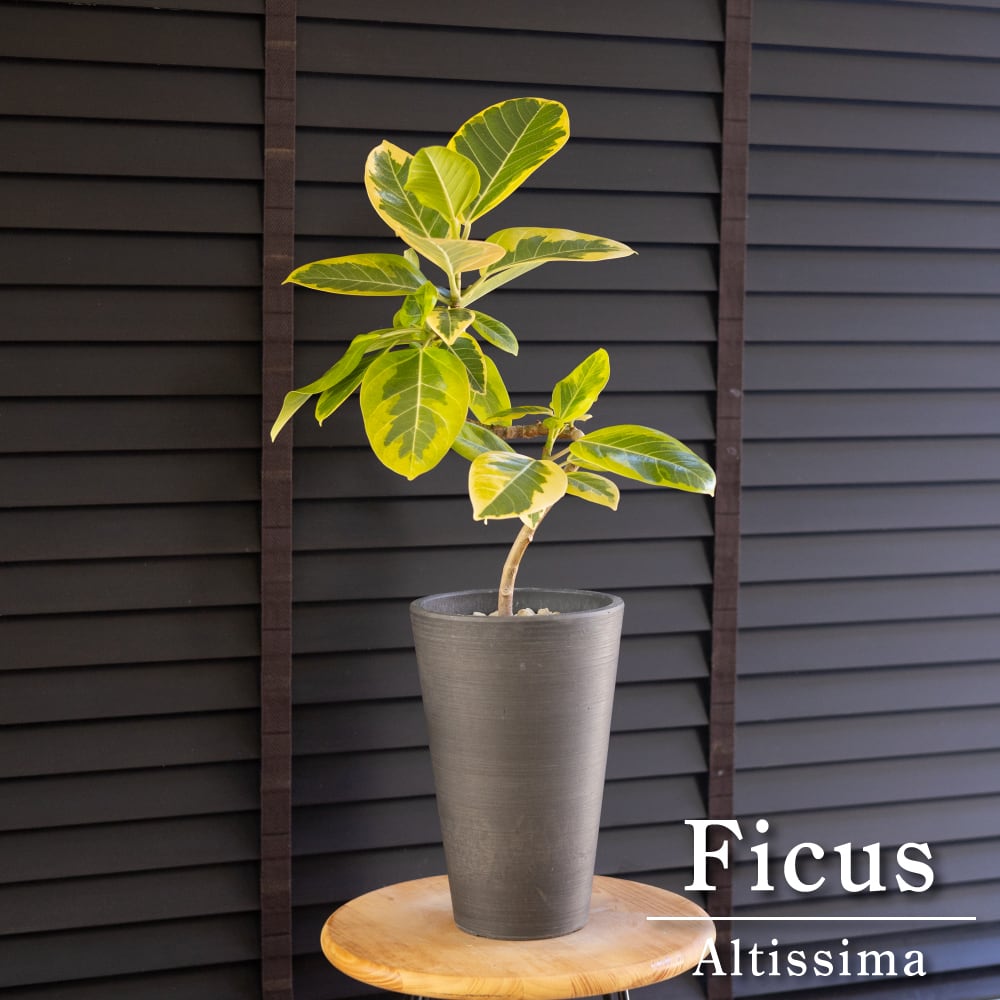 フィカス アルテシマ Altissima 6号 観葉植物 ゴムの木 フランスゴム