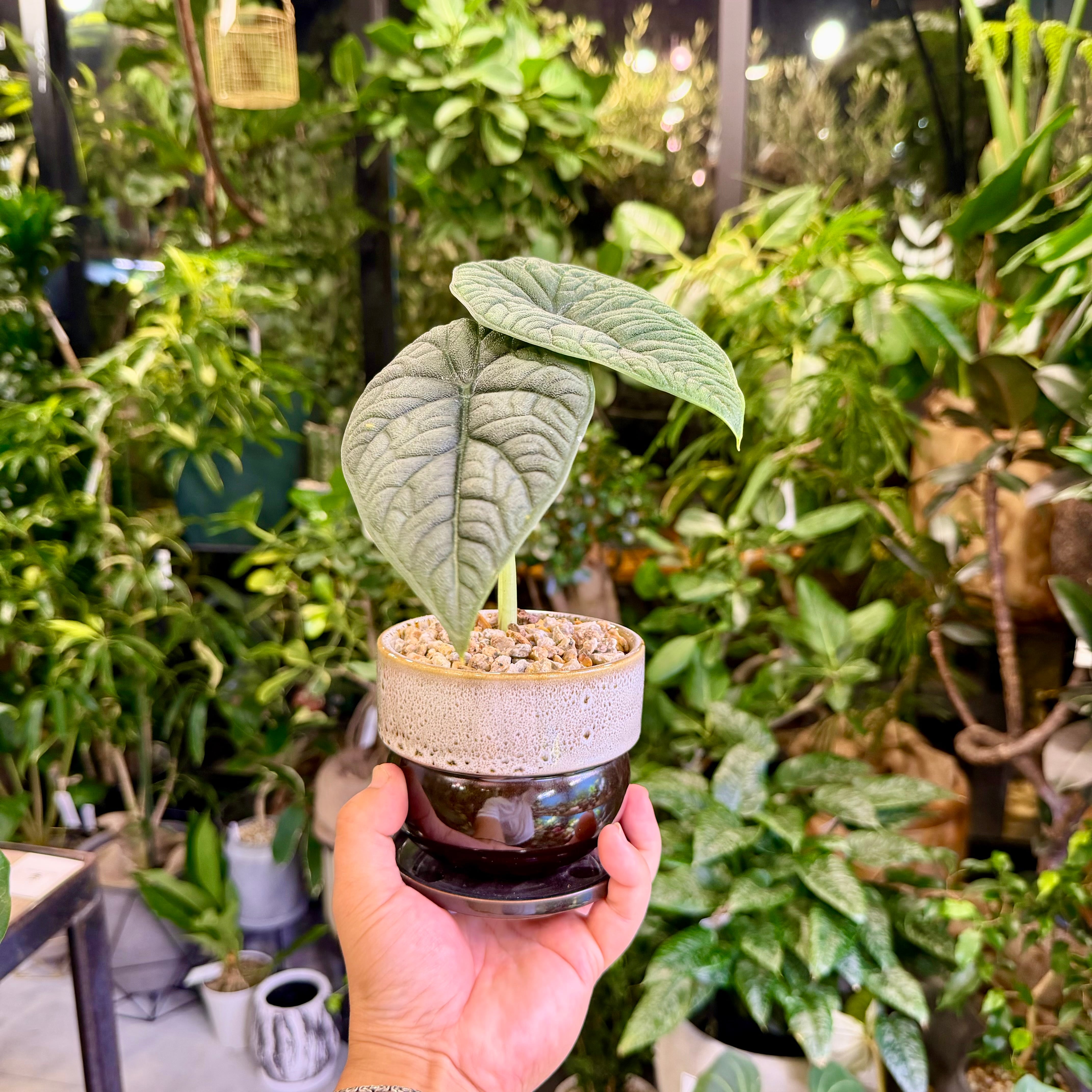 アロカシア・マハラニ | barrelplants_BONSAI