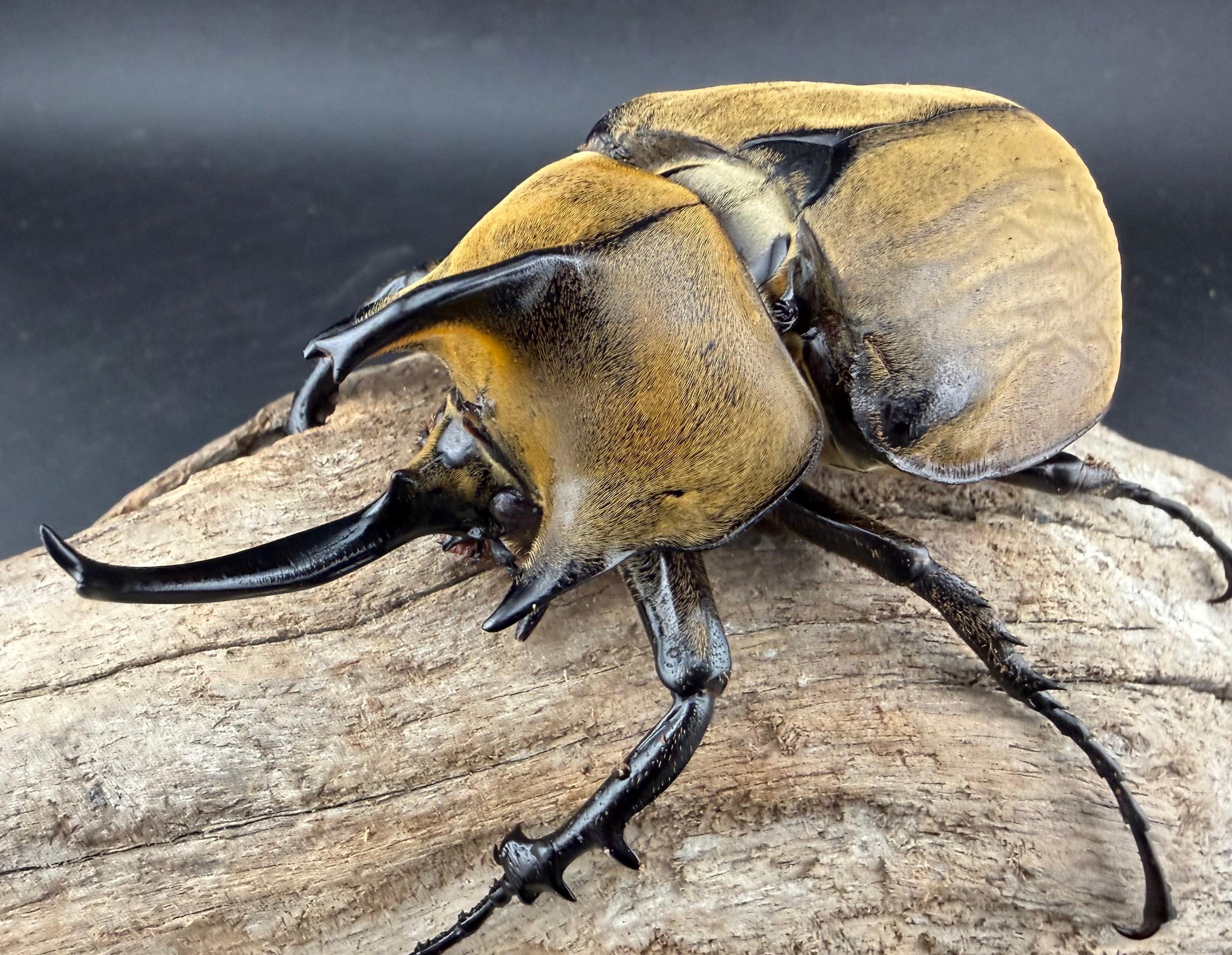 ギアスゾウカブト亜種プランディ 98mm ペア》 | KPW公式オンラインショップ