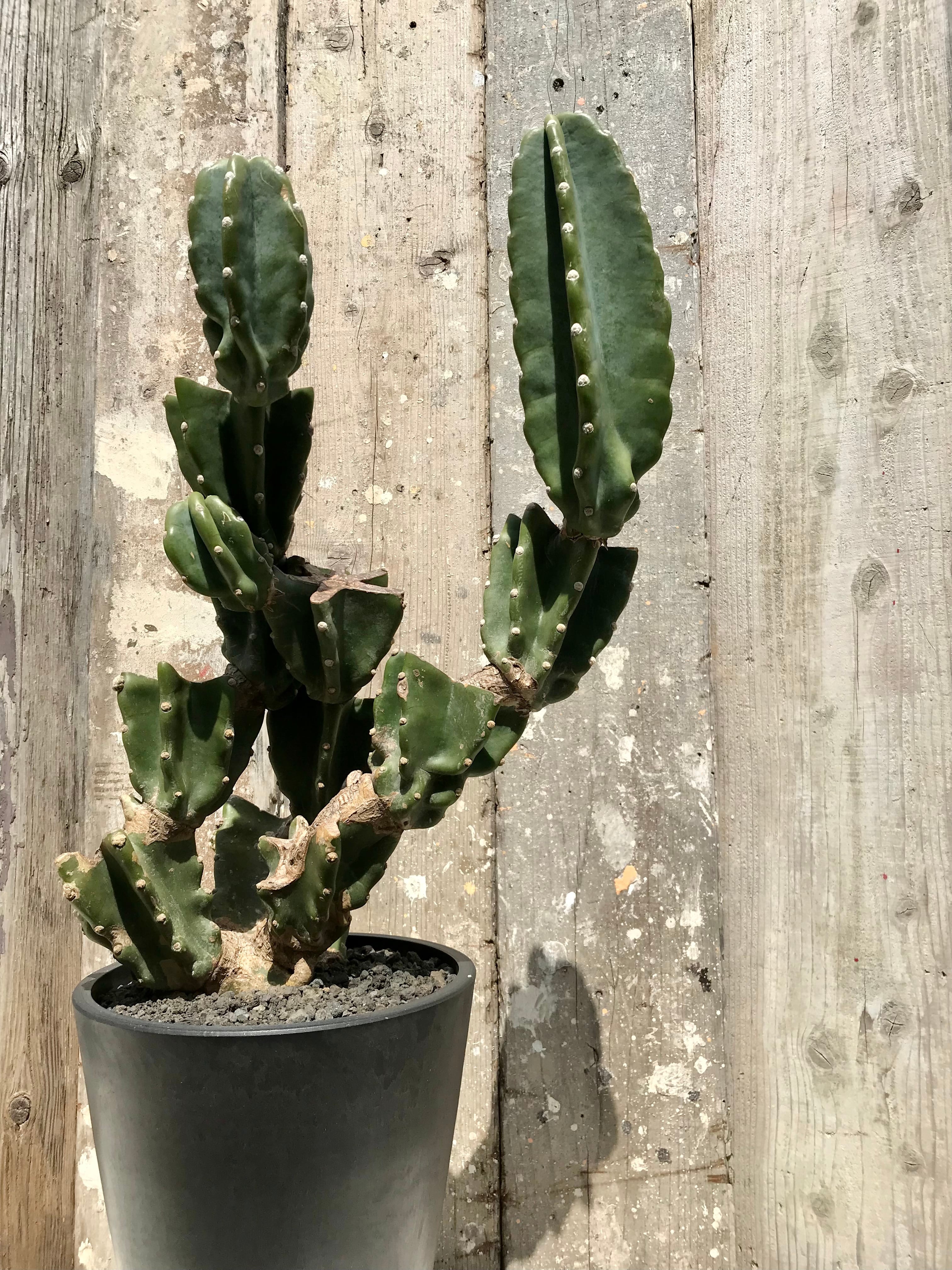 柱サボテン鬼面角×黒プラ鉢 / 柱サボテンブランチ | CLUTCH FURNITURE