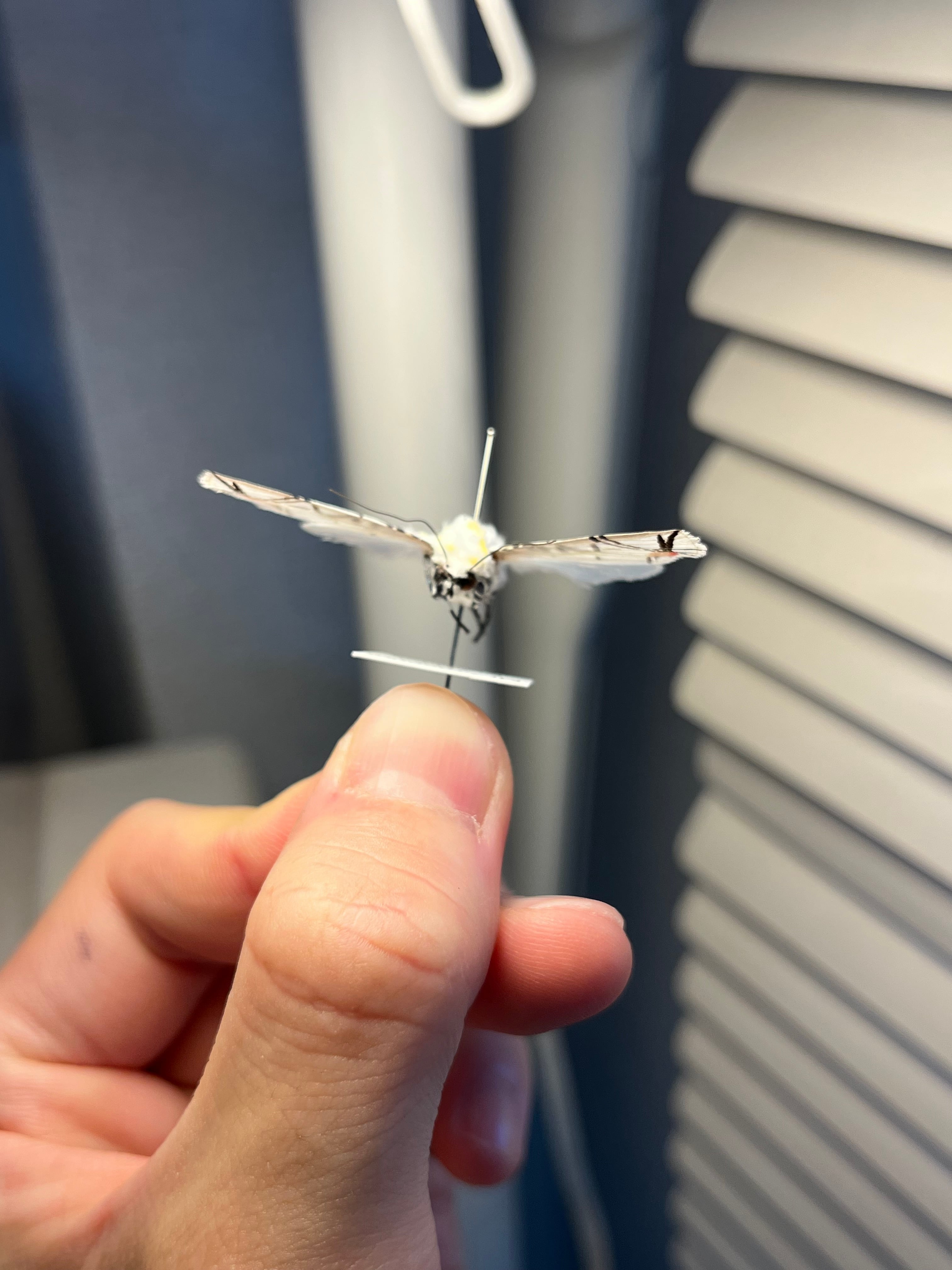 LAST個体】ピカソモスタナバタユタカヤガ蛾ルナモスミズアオモルフォ