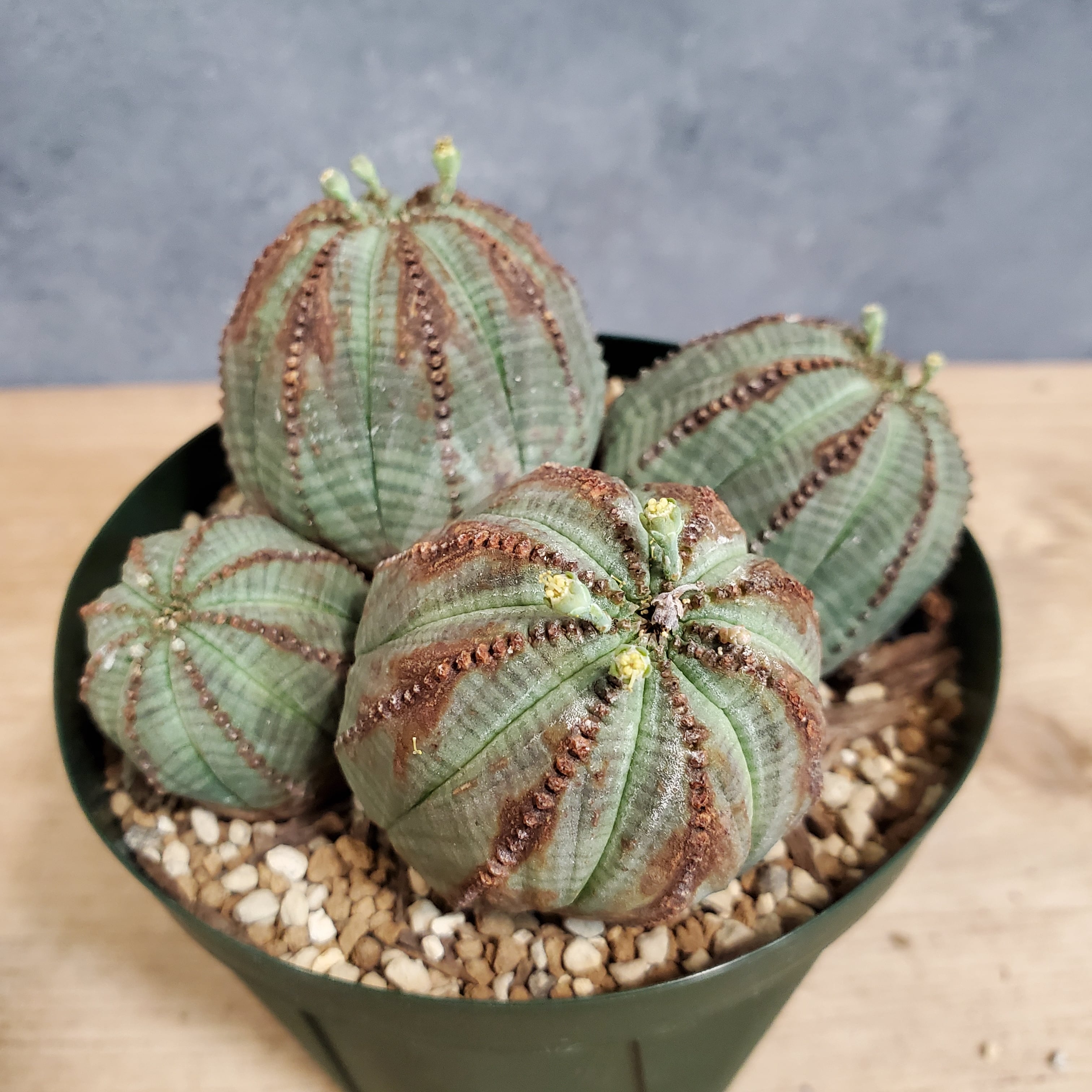 4頭タイプ!!】オス株 Euphorbia Obesa ユーフォルビア オベサ 木質化