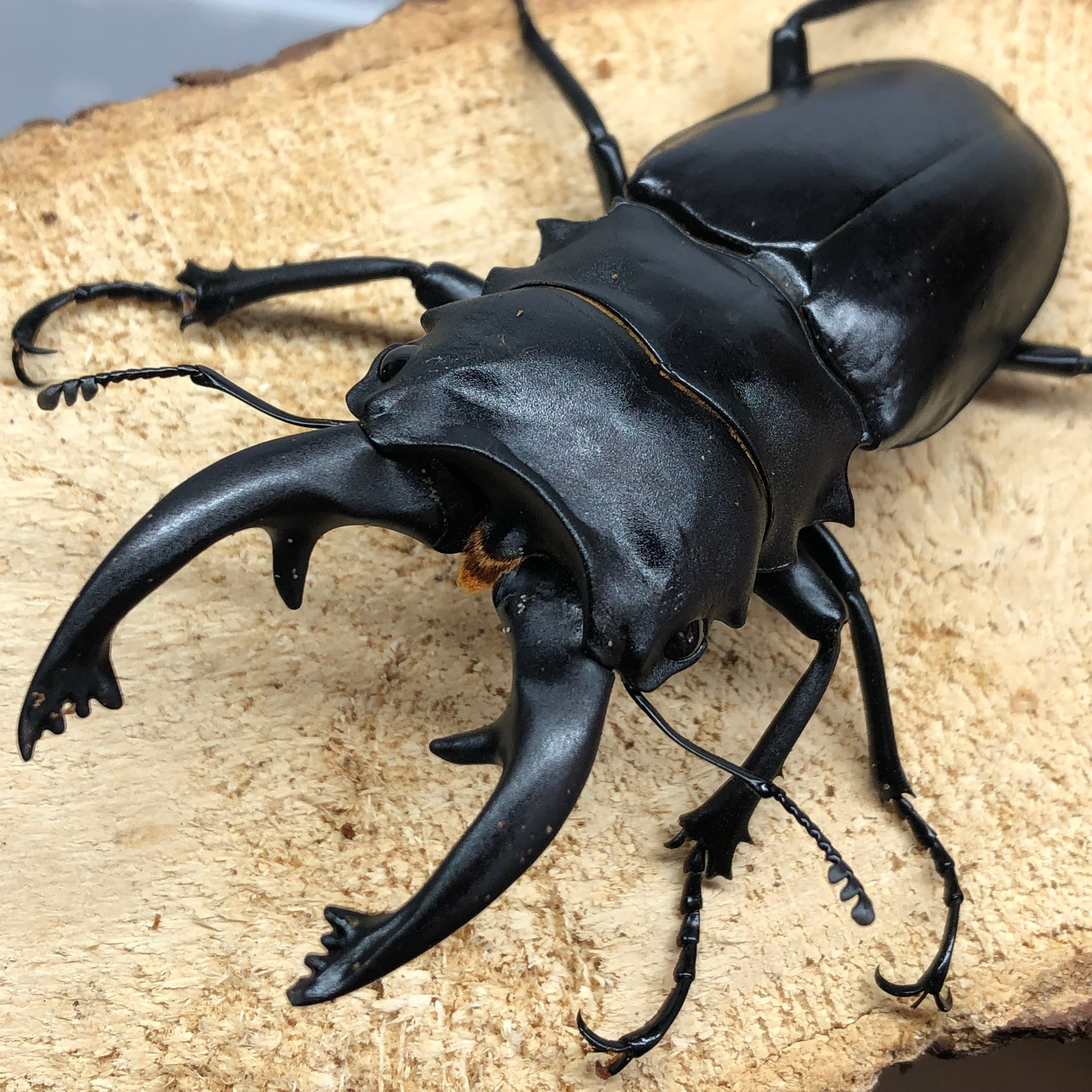 昆虫標本 大型モンギロー二ホソアカ 77mm 飼育品 モンギロンホソアカ