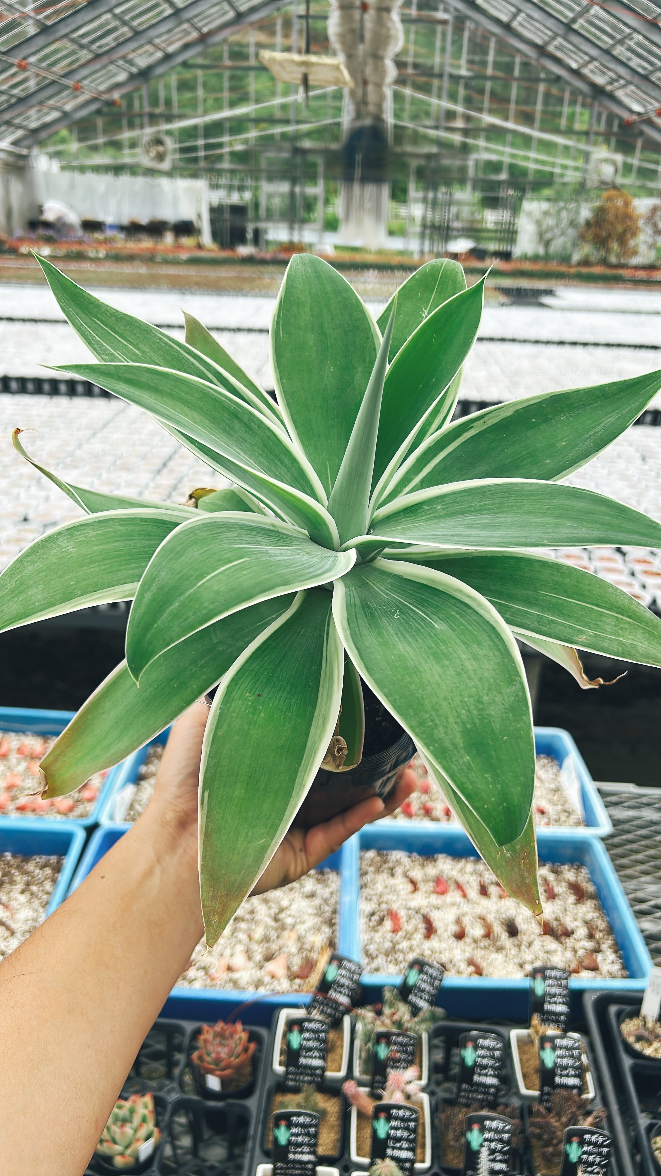 アガベ アテナータ（斑入り） | Pay ID