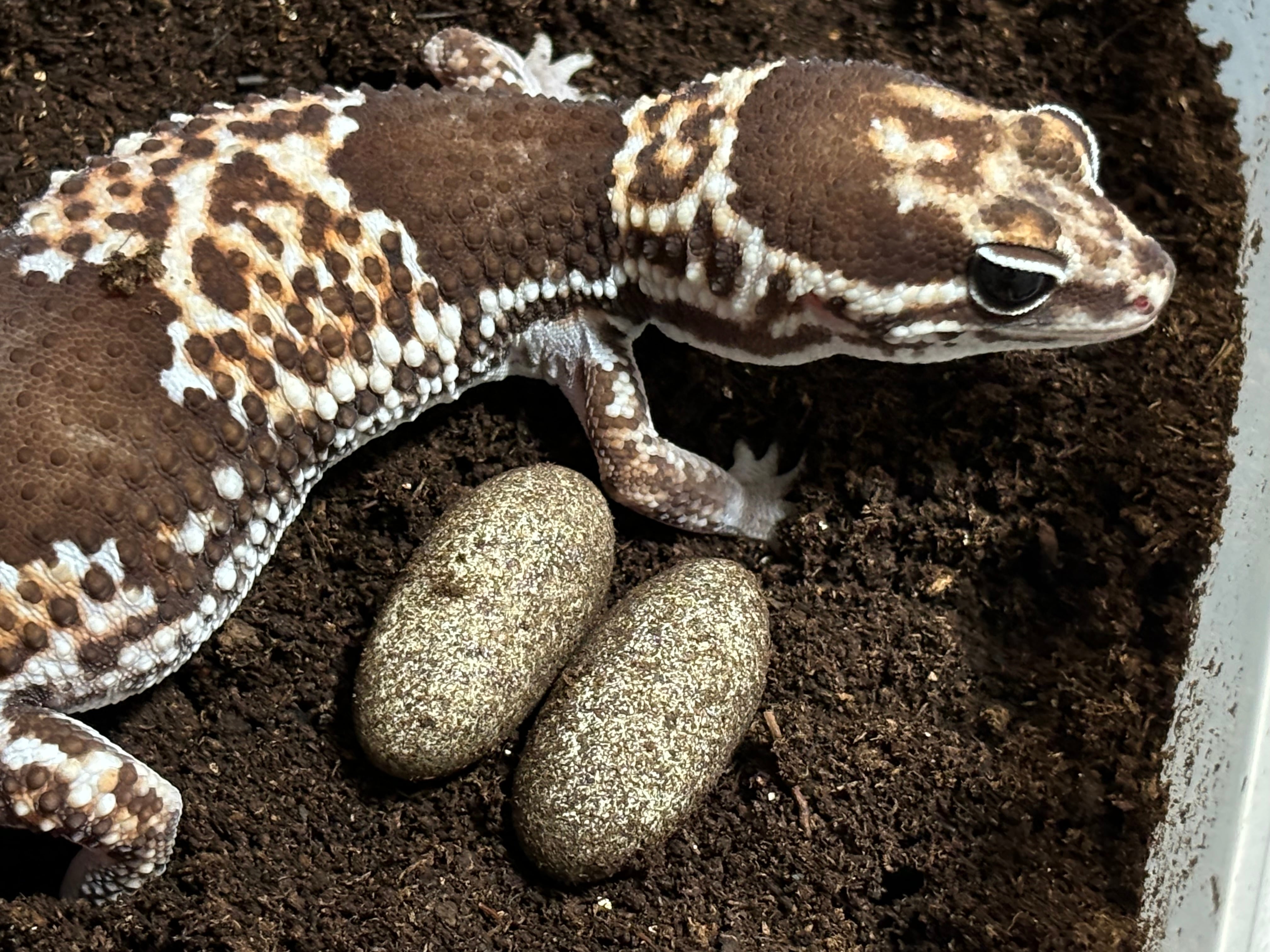 冷凍クロコL 約600匹600g 冷凍コオロギ | 餌用 コオロギ 通販