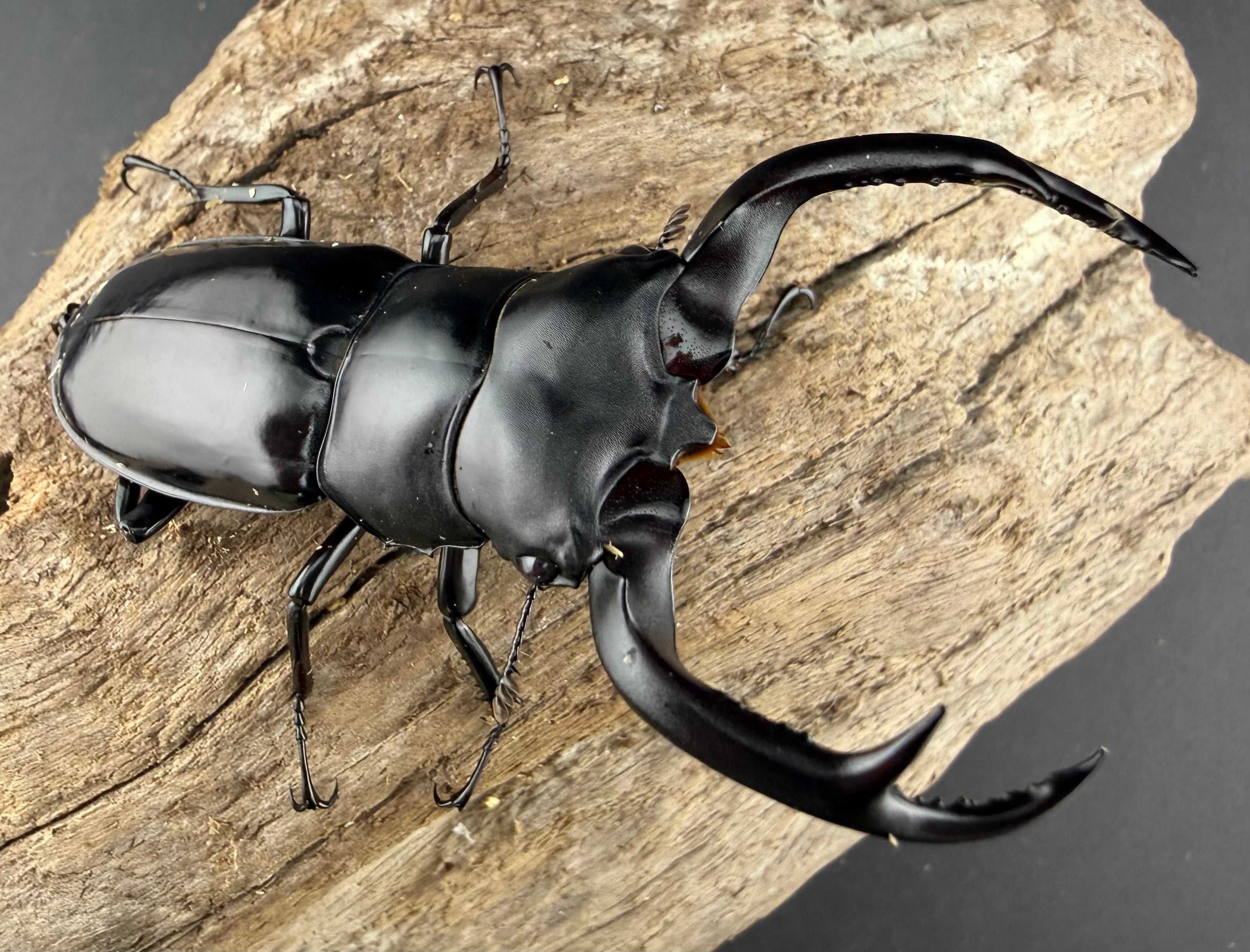 標本】ユダイクスミヤマクワガタ トルコ産 91.8ミリ 飼育品 標本