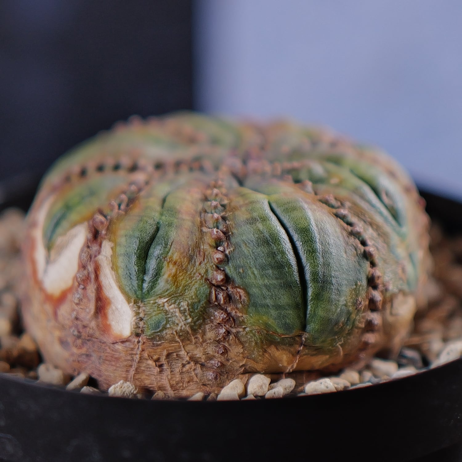 モンスト オベサ (綴化) | LIGHTHOUSE.PLANTS - 海外実生株のオベサ