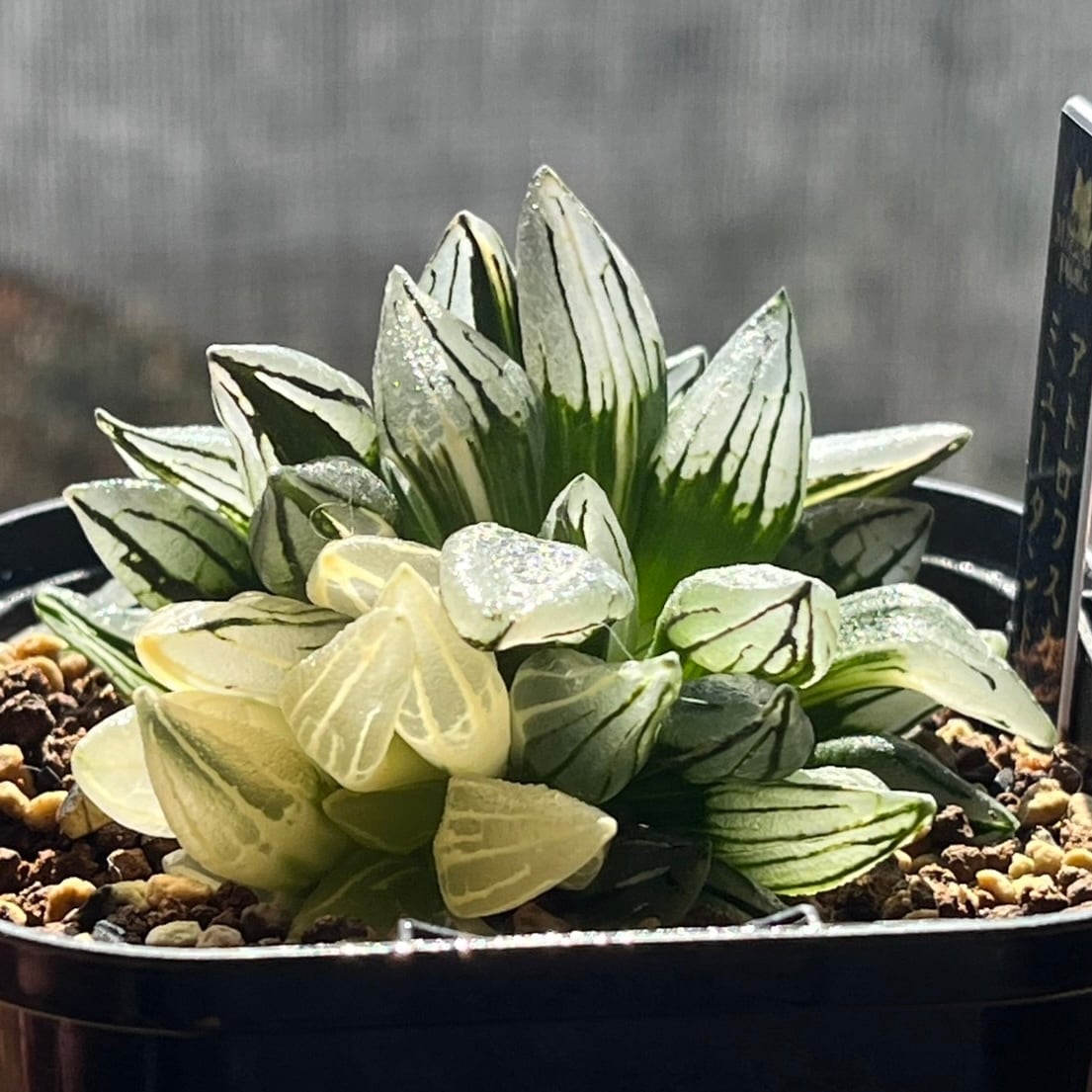 ハオルチア アトロフスカミュータント錦 | mocono_plants