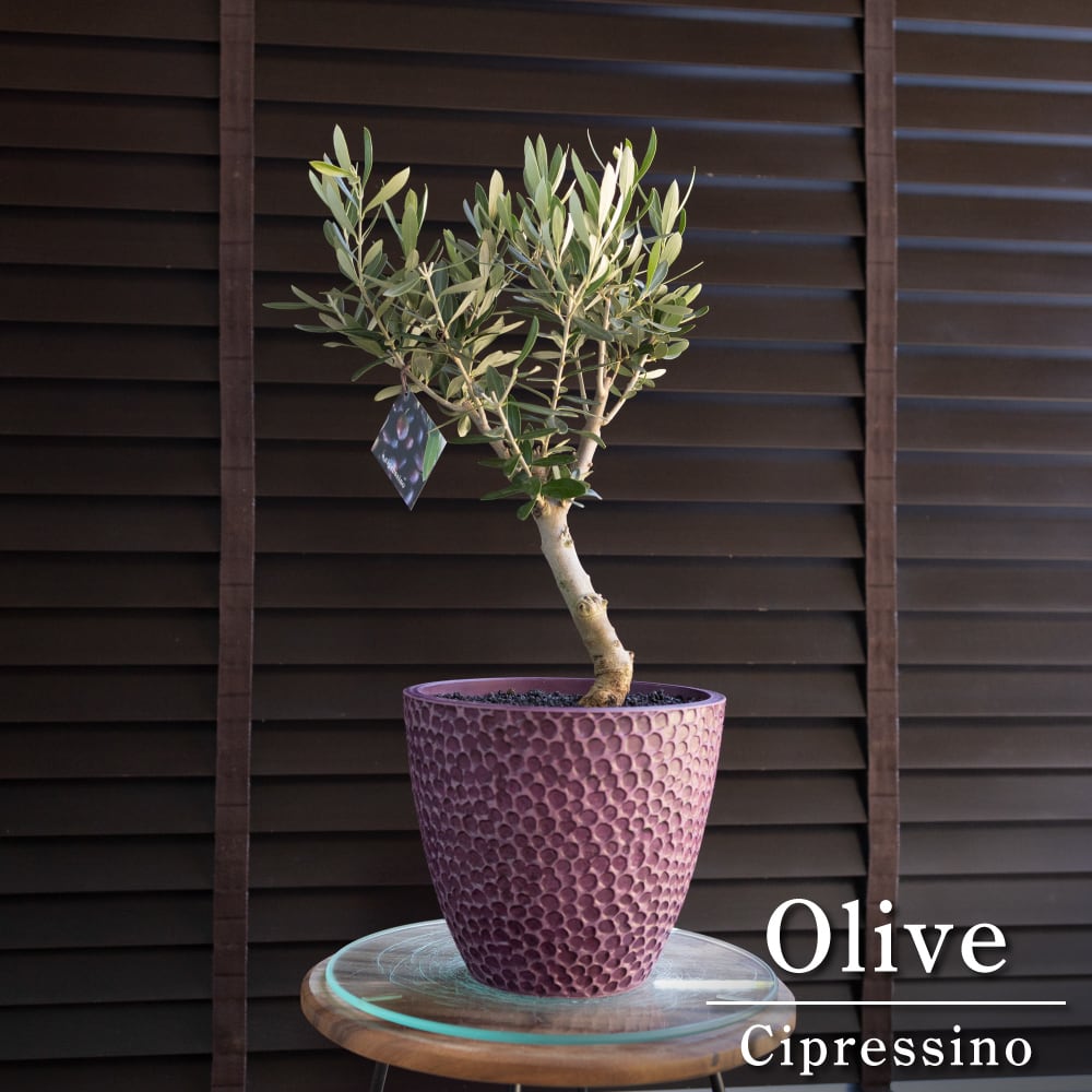 創樹 Olive オリーブの木 幹太 パープル樹脂鉢 SOUJU Cipressino
