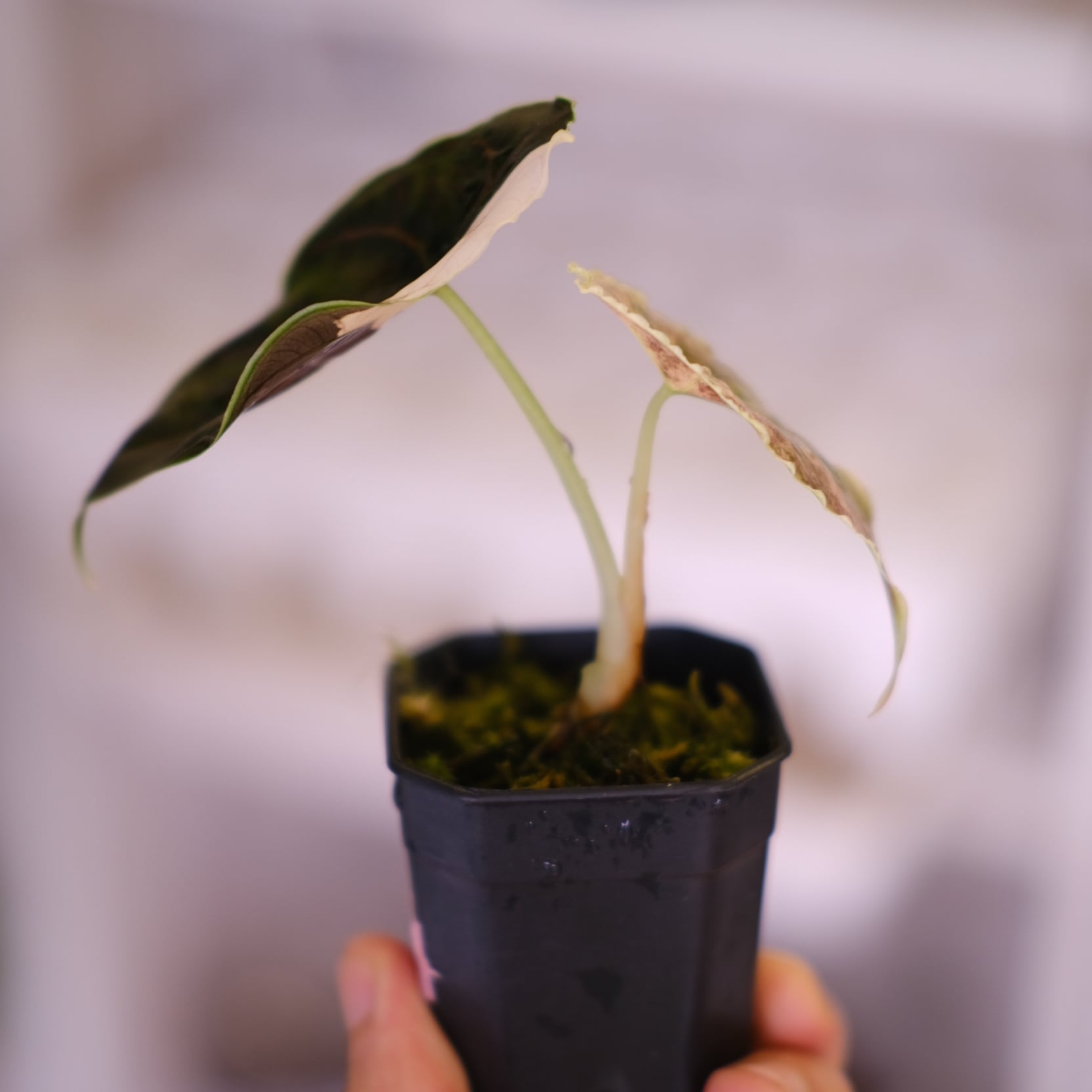 極上 アロカシア アズラニー ピンクアルボ 極上 アロカシア アズラニー