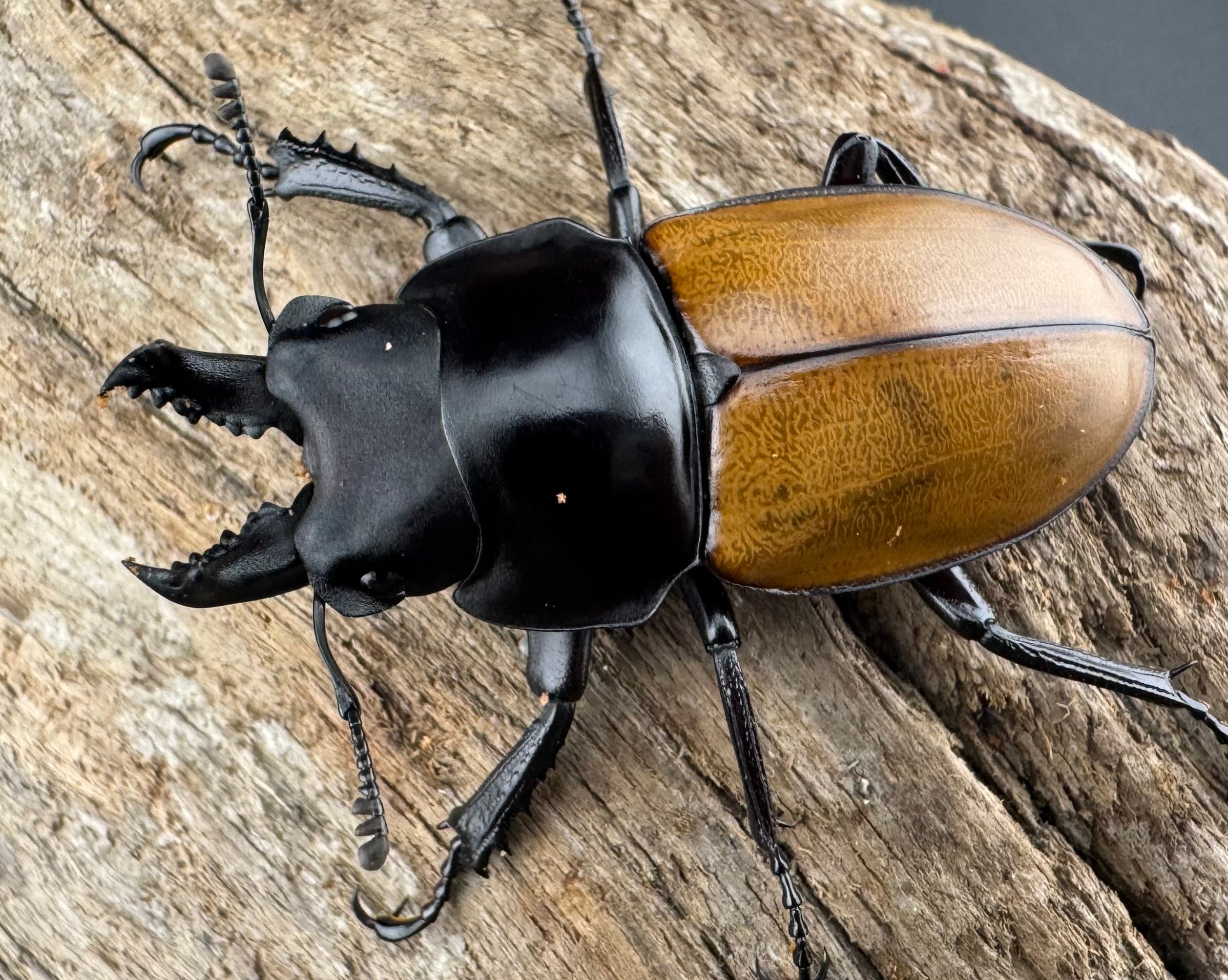 マルバネクワガタの仲間 | KPW公式オンラインショップ