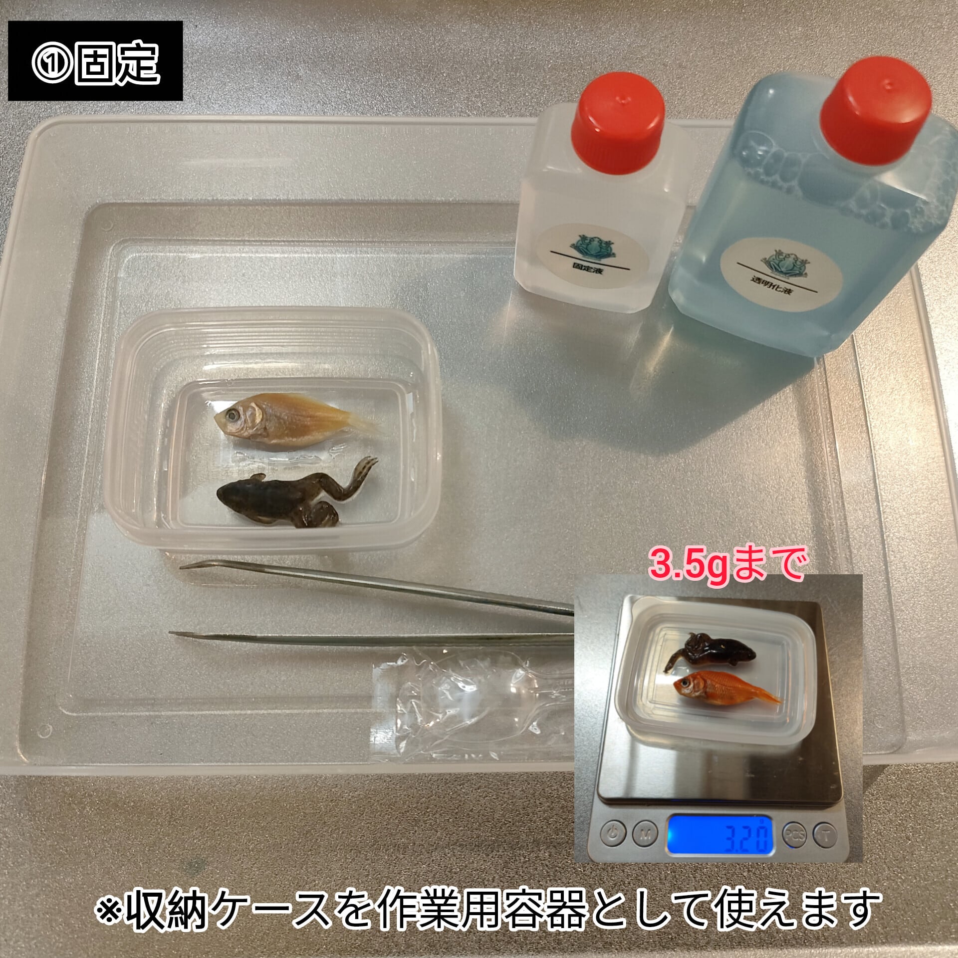 透明標本作製キット】(上級)全20点 | Pay ID