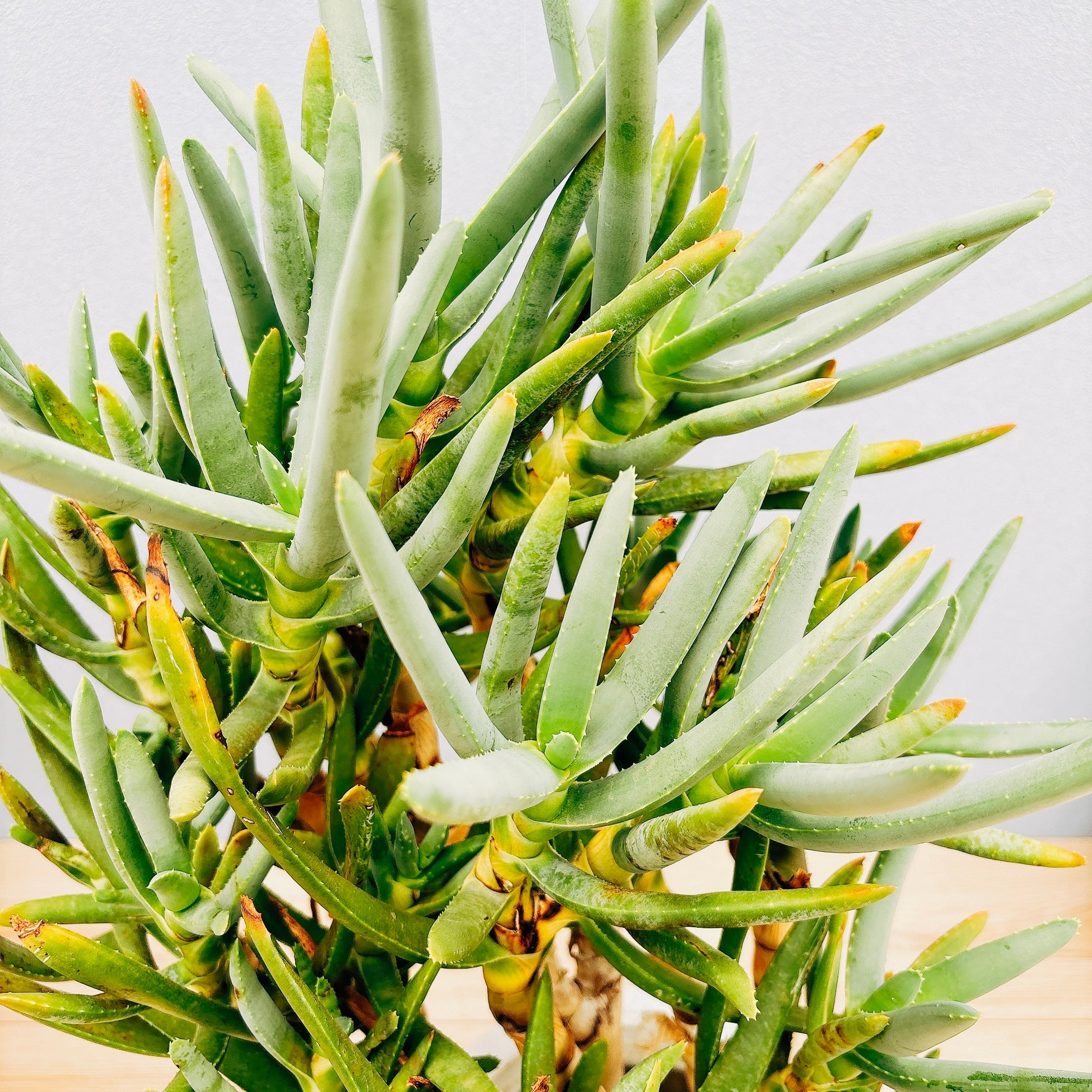 アロエ ラモシシマ 特大株 珍奇植物 塊根植物 コーデックス 多肉植物