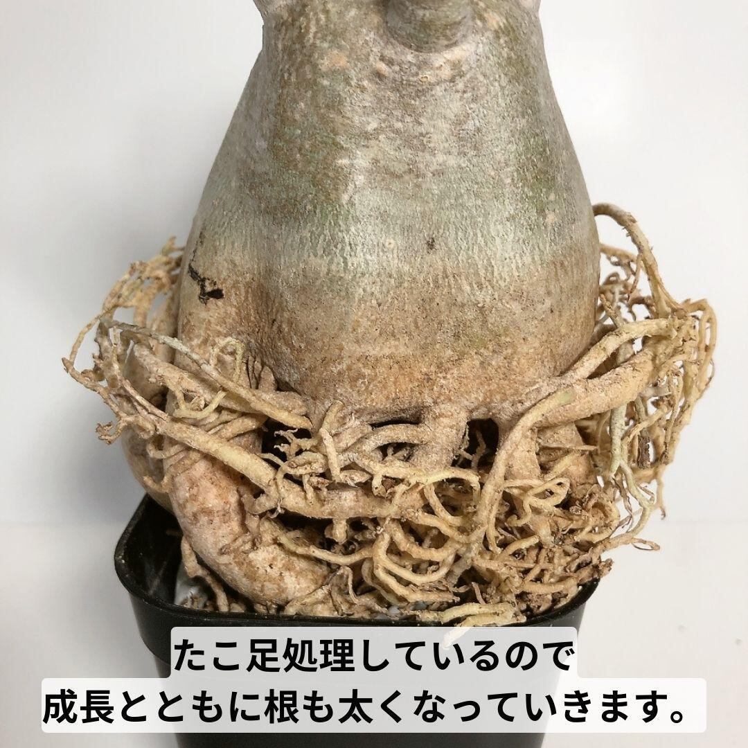 SS13 4～5号 アデニウム タイ ソコトラナム たこ足 美形 コーデックス