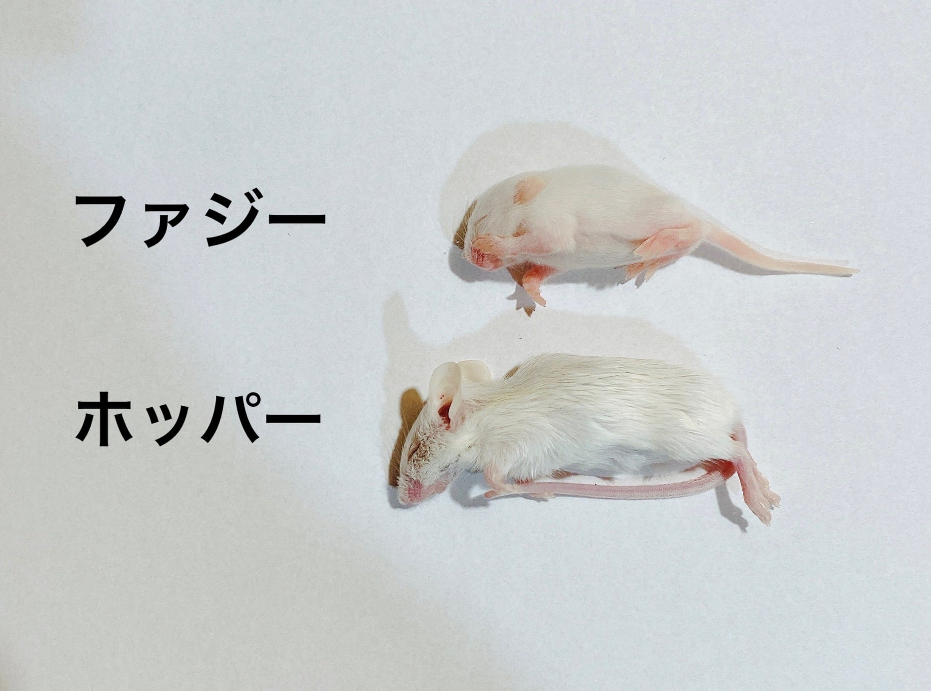 ファジーマウス | ネズミ屋さん