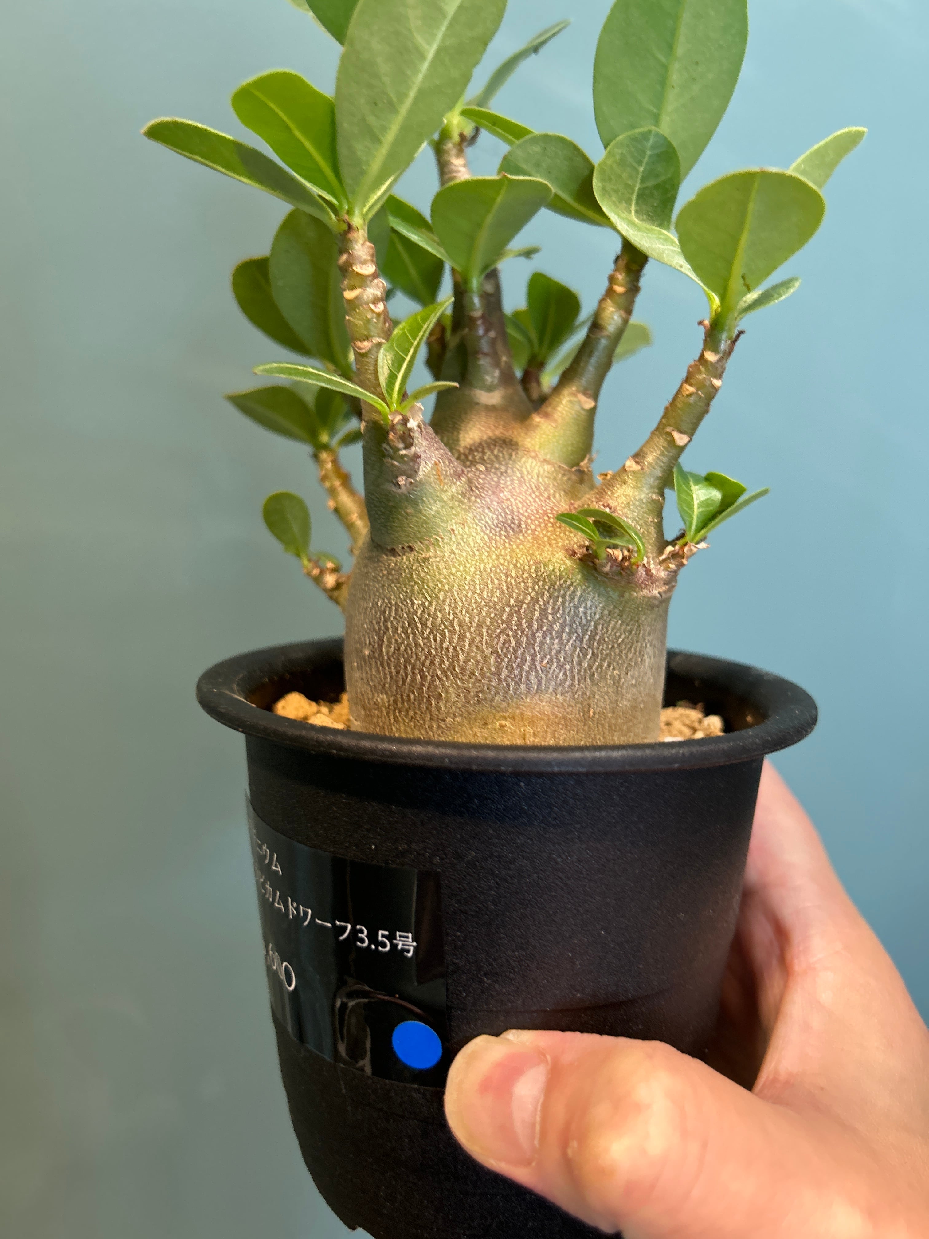 アデニウム アラビカム ドワーフ3.5号 | 植物との暮らし apricot