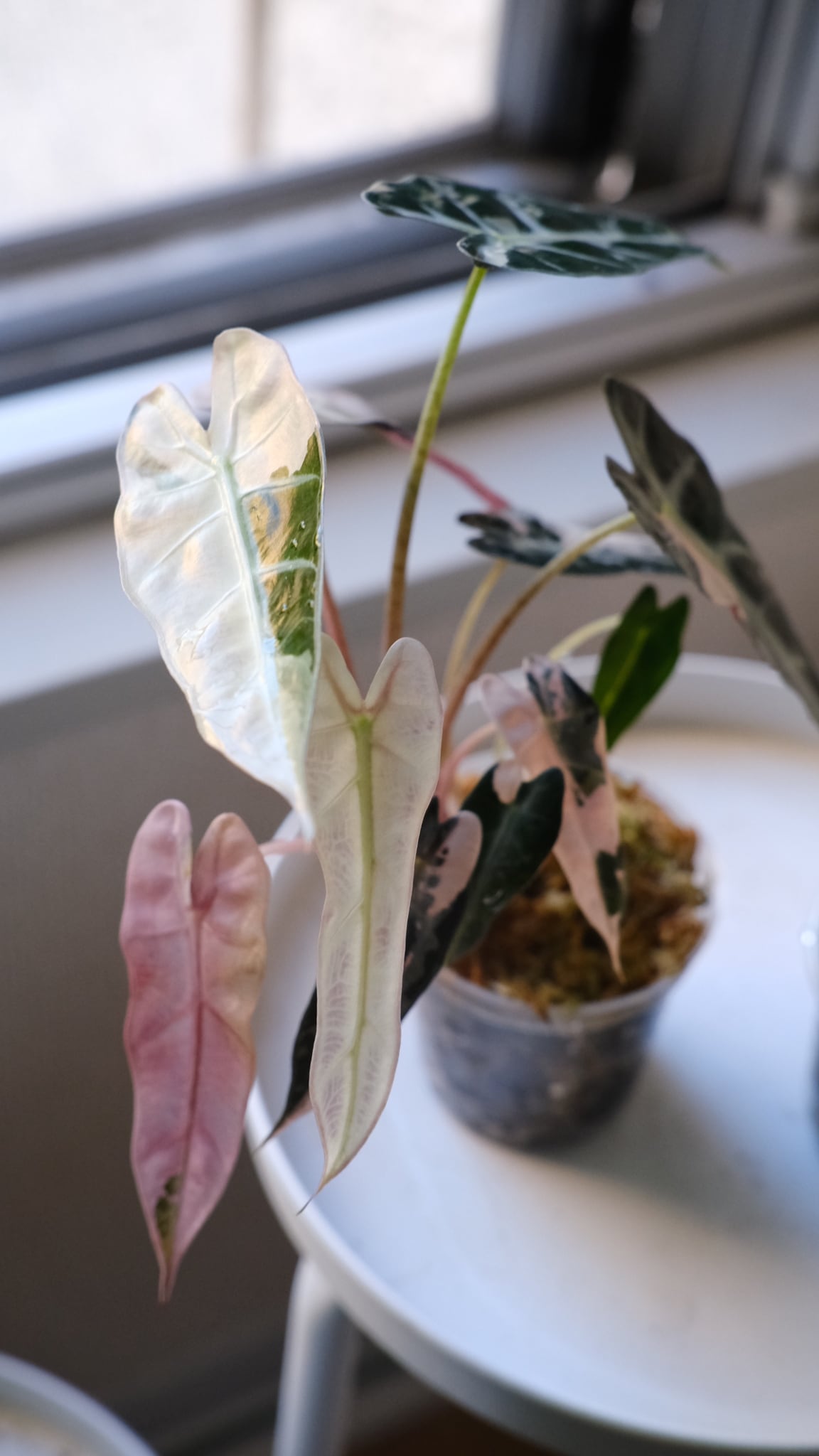 厳選株】アロカシア バンビーノ ピンク/ Alocasia bambino Pink│観葉