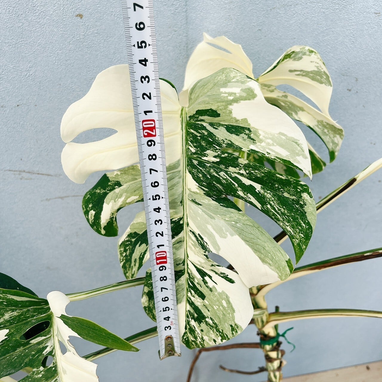 な*え様 斑入りモンステラホワイトタイガー大茎5株おまとめ りん