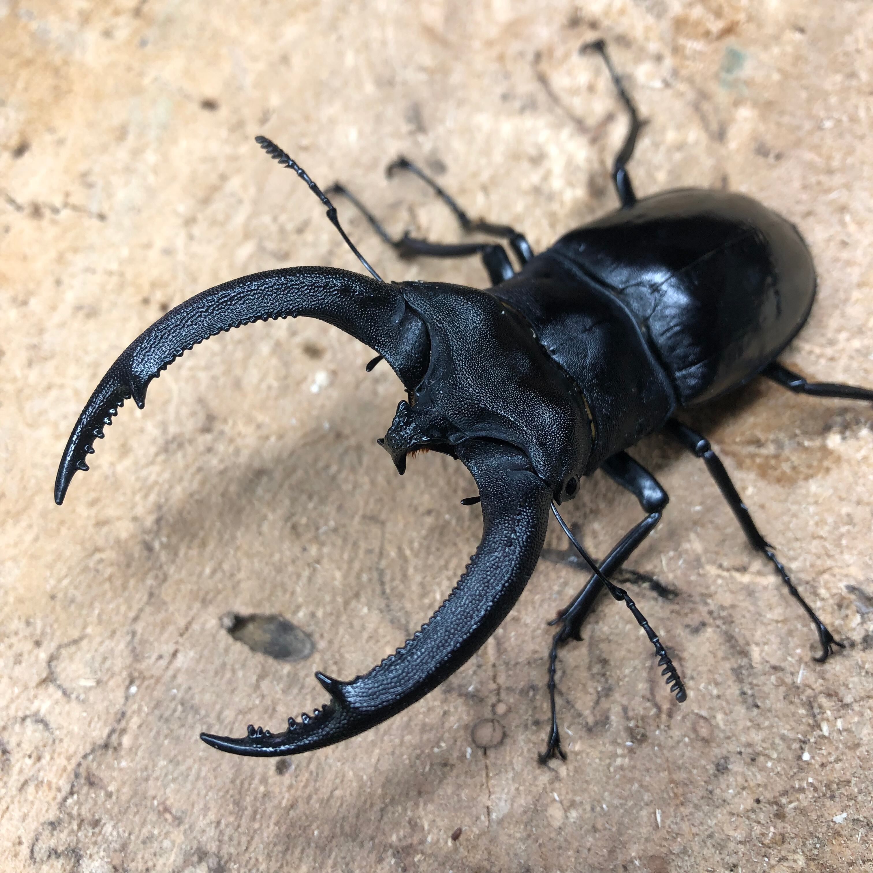 5/27 入荷インドネシアWild便】♂97mmリノケロスフタマタクワガタペア