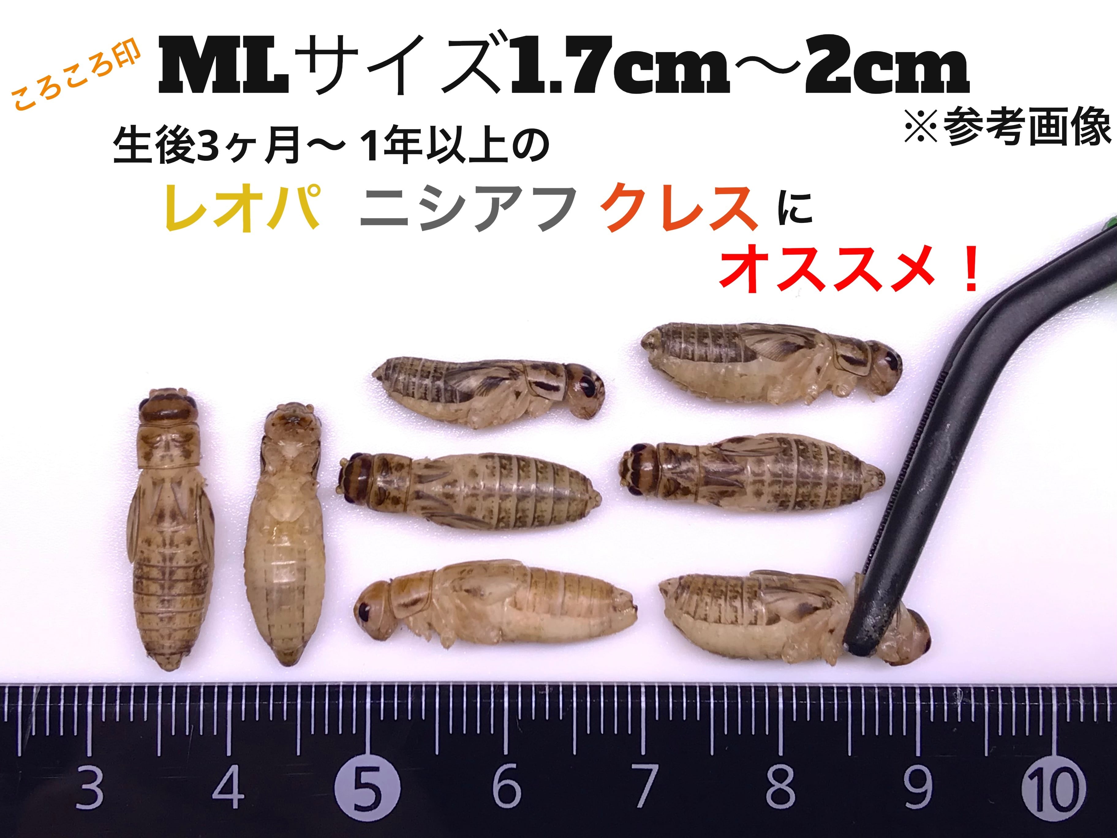 冷凍クロコM約500匹125g冷凍コオロギ | 餌用 コオロギ 通販【ころころ