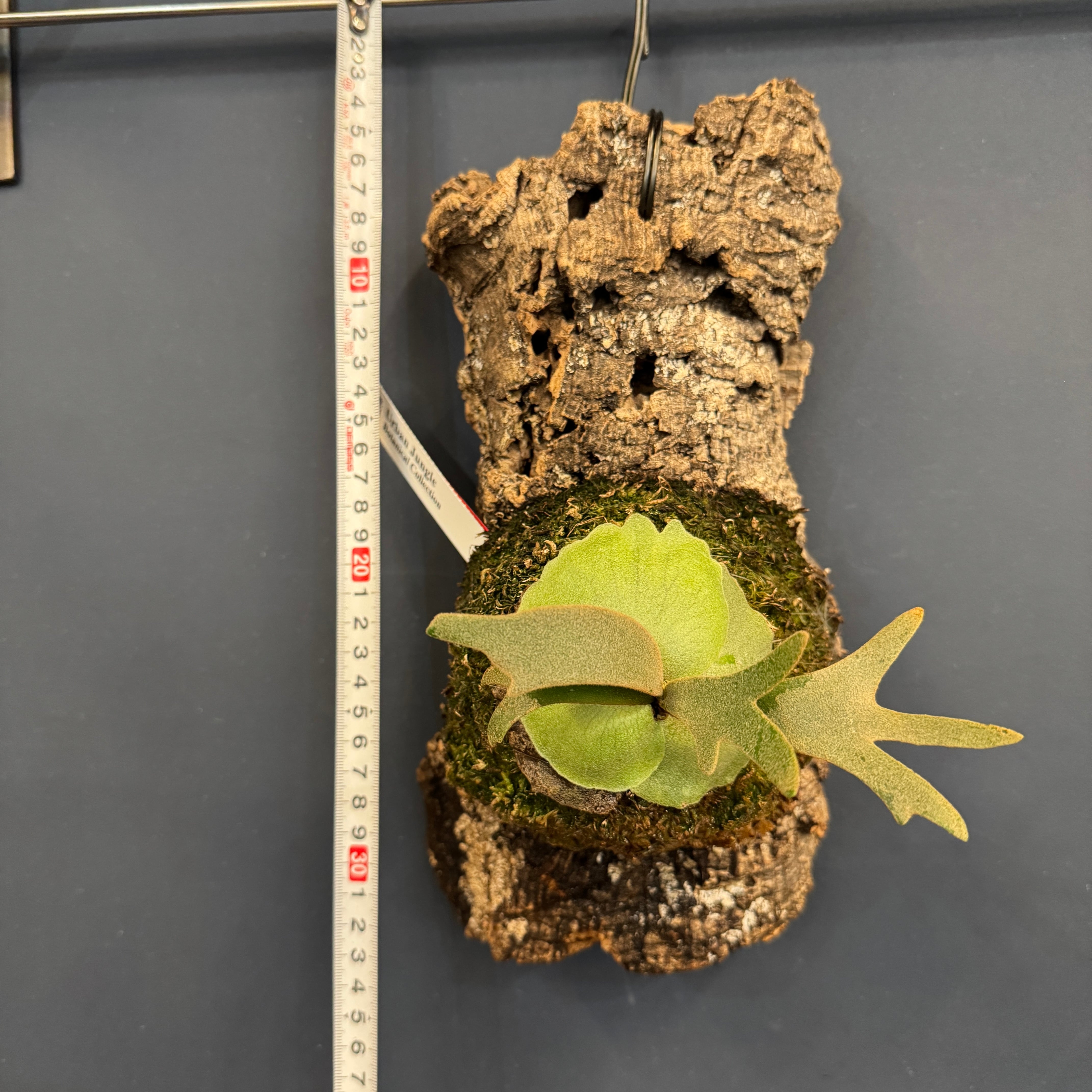 ビカクシダ ジェイドガール P. willinckii 'Jade Girl' spore 板付け