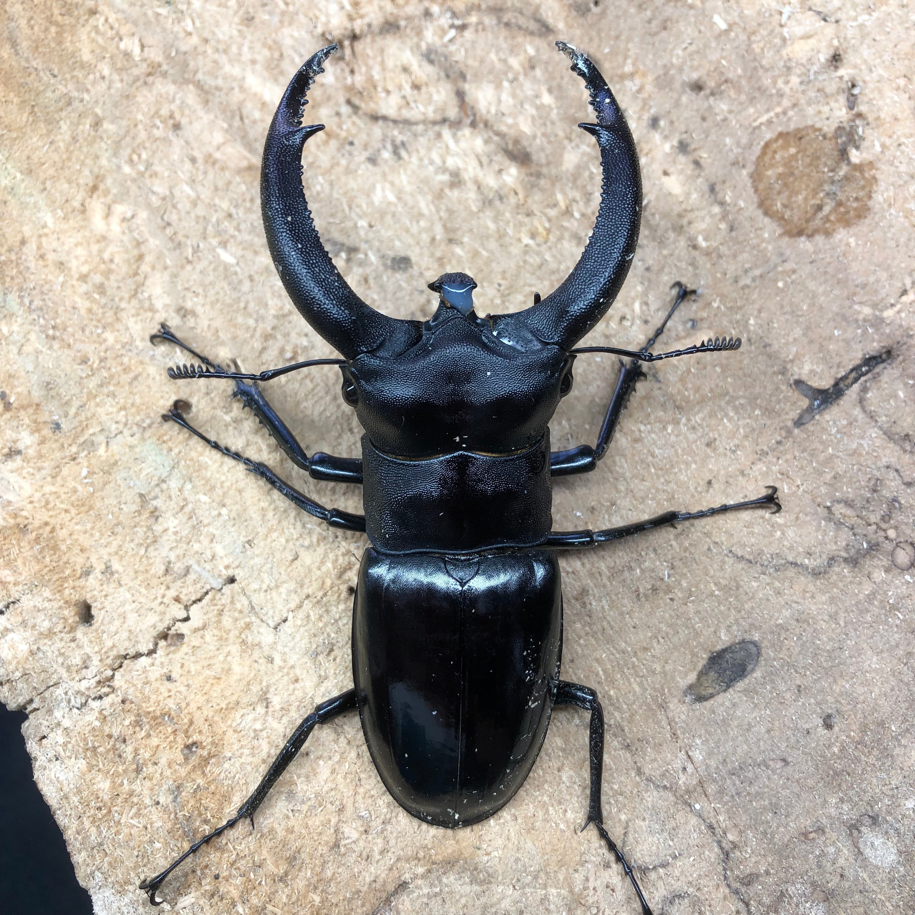 5/27 入荷インドネシアWild便】♂91mmリノケロスフタマタクワガタペア