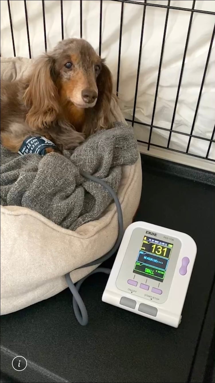 7日間レンタル】エルデ ペット用自動血圧計（犬猫用） | またたび